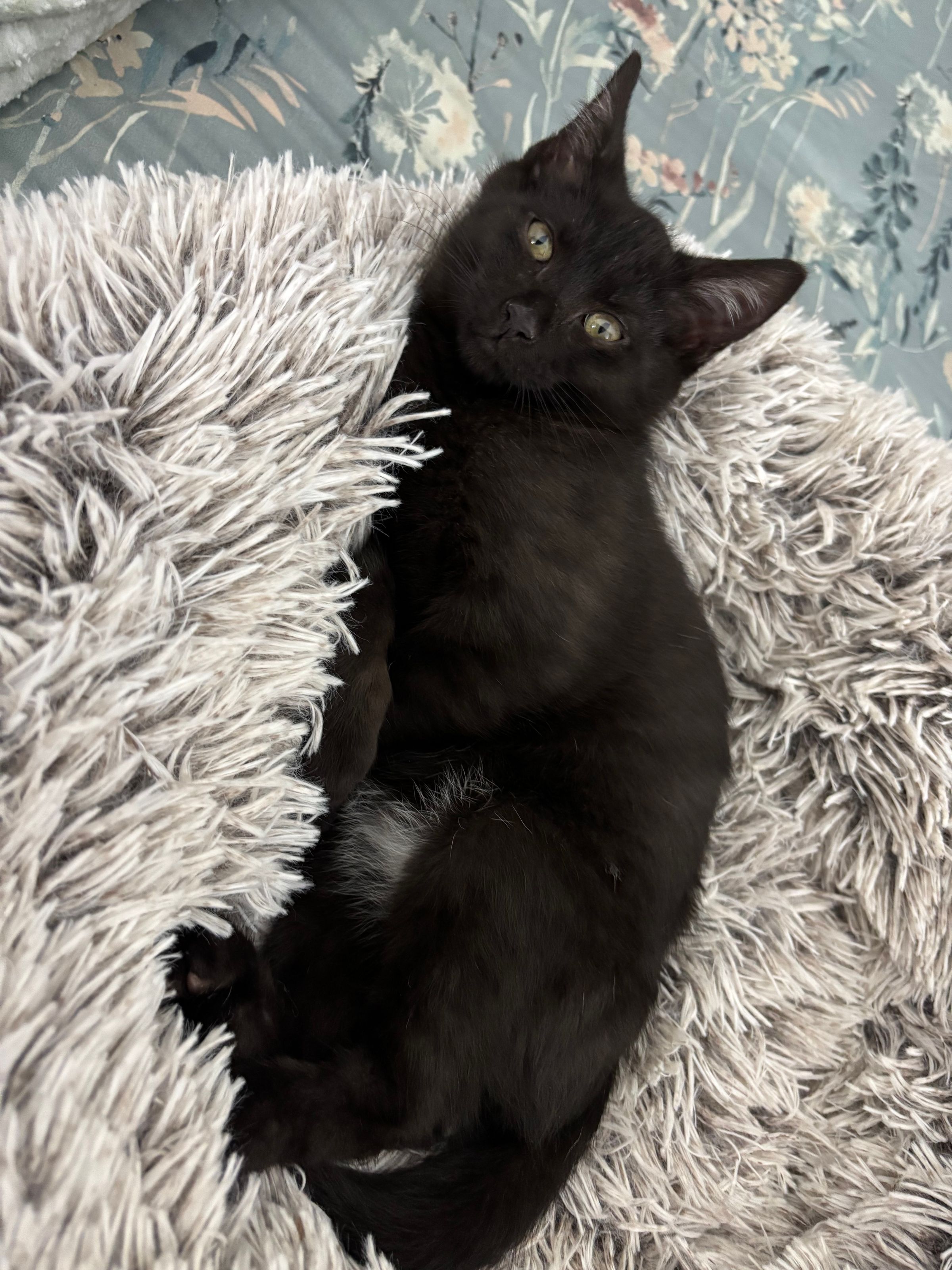 VILLAGE OF PAWSITIVITY's image