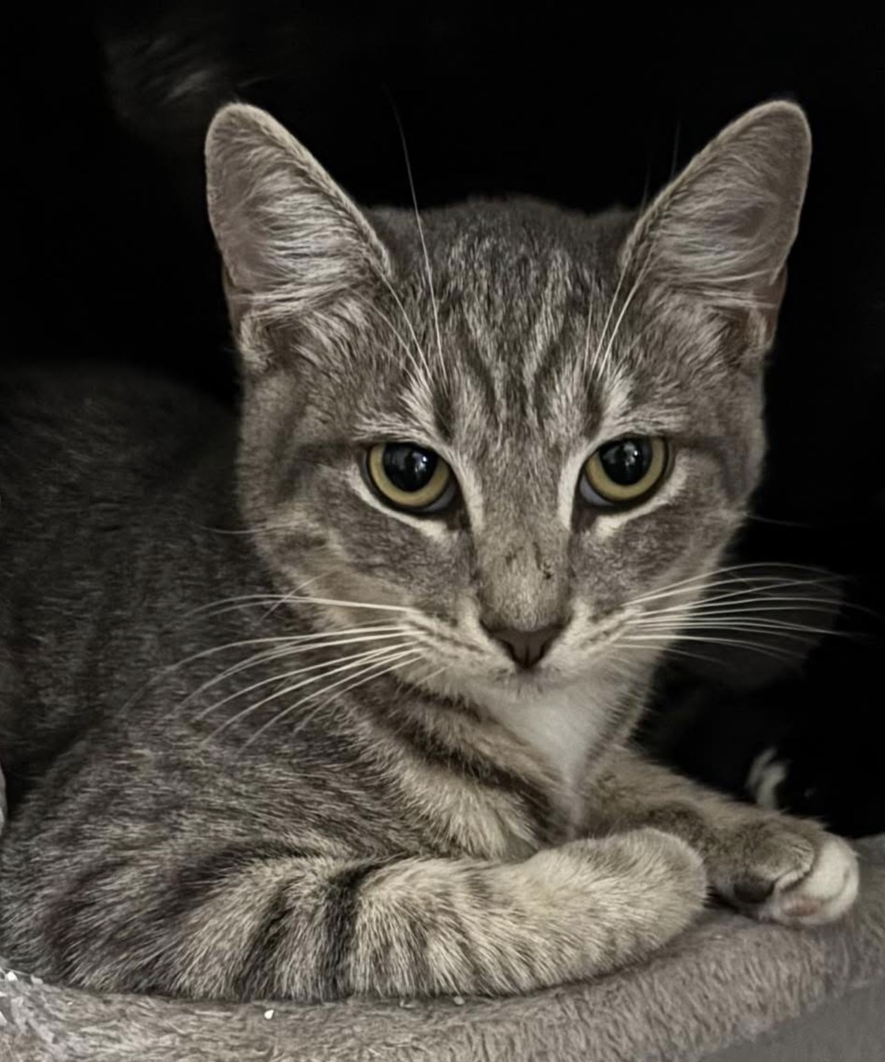 VILLAGE OF PAWSITIVITY's image