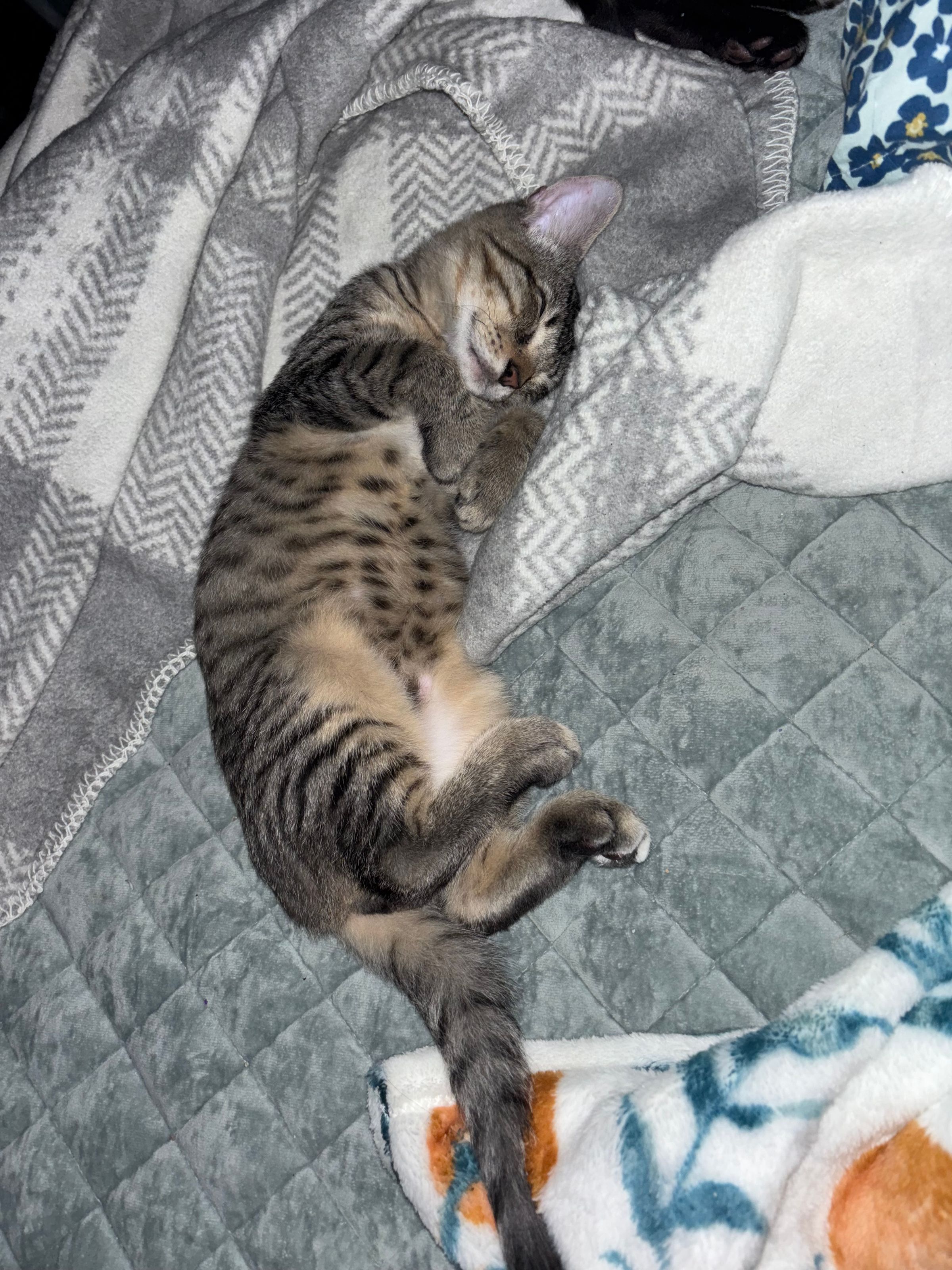 VILLAGE OF PAWSITIVITY's image