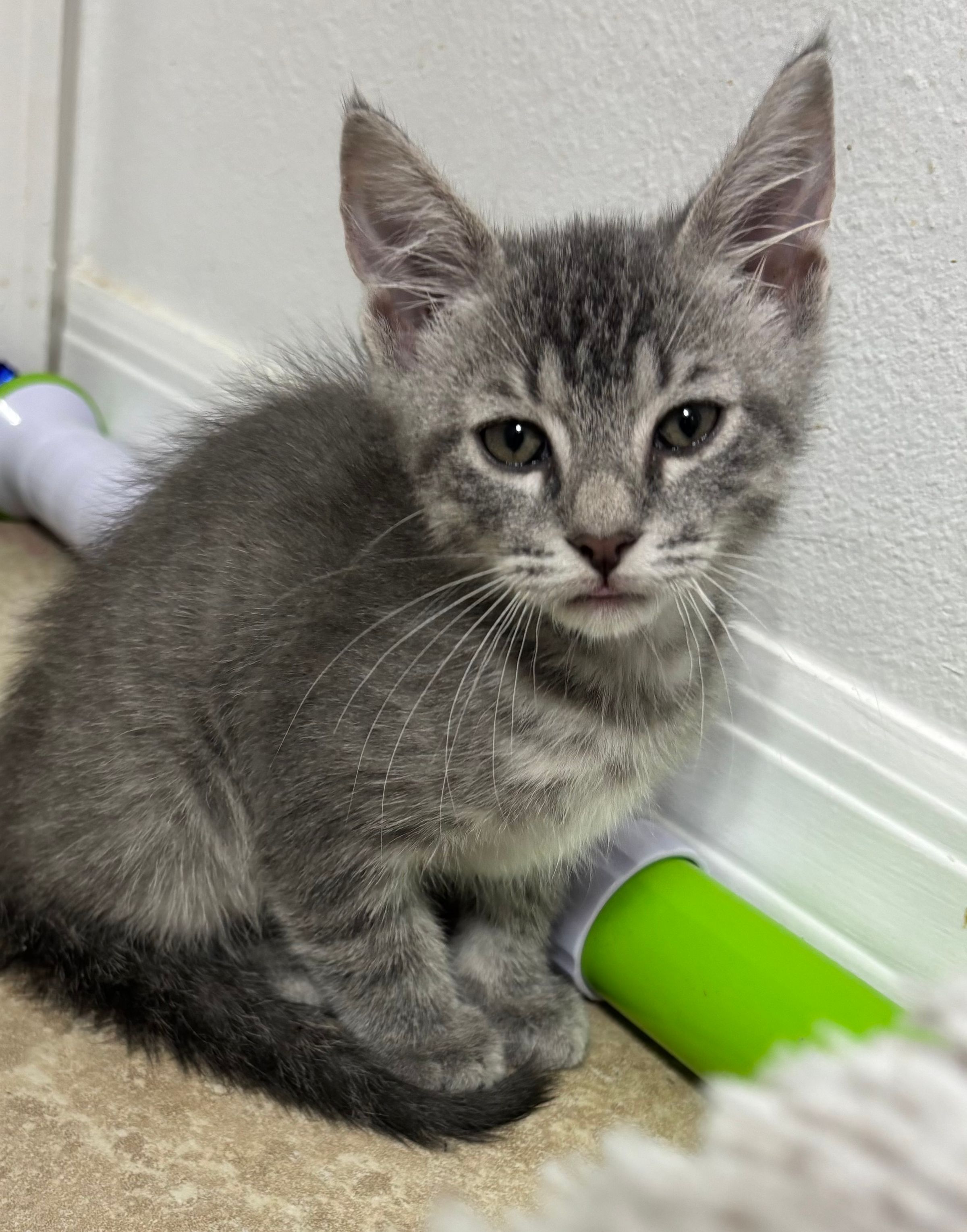 VILLAGE OF PAWSITIVITY's image