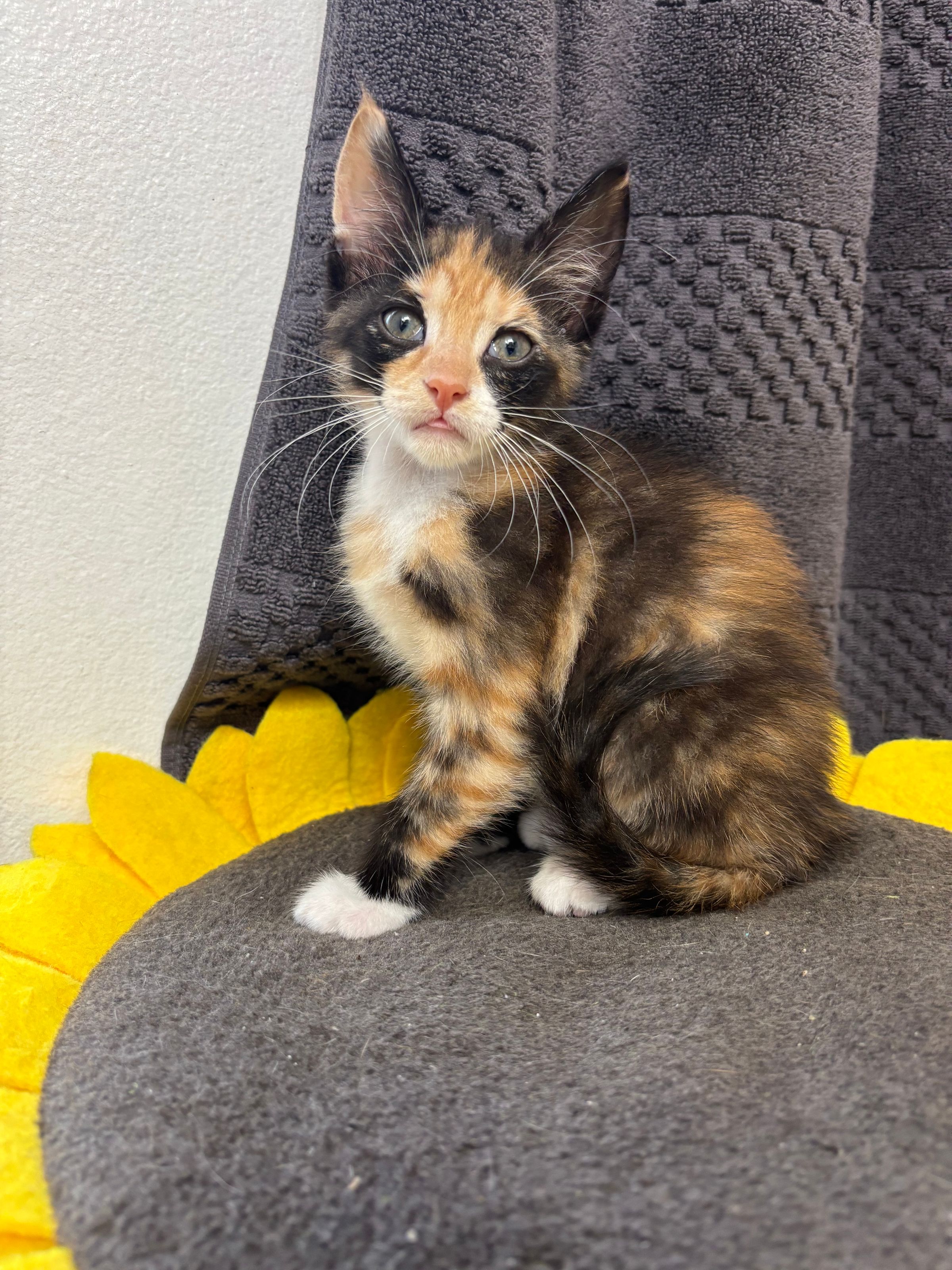 VILLAGE OF PAWSITIVITY's image