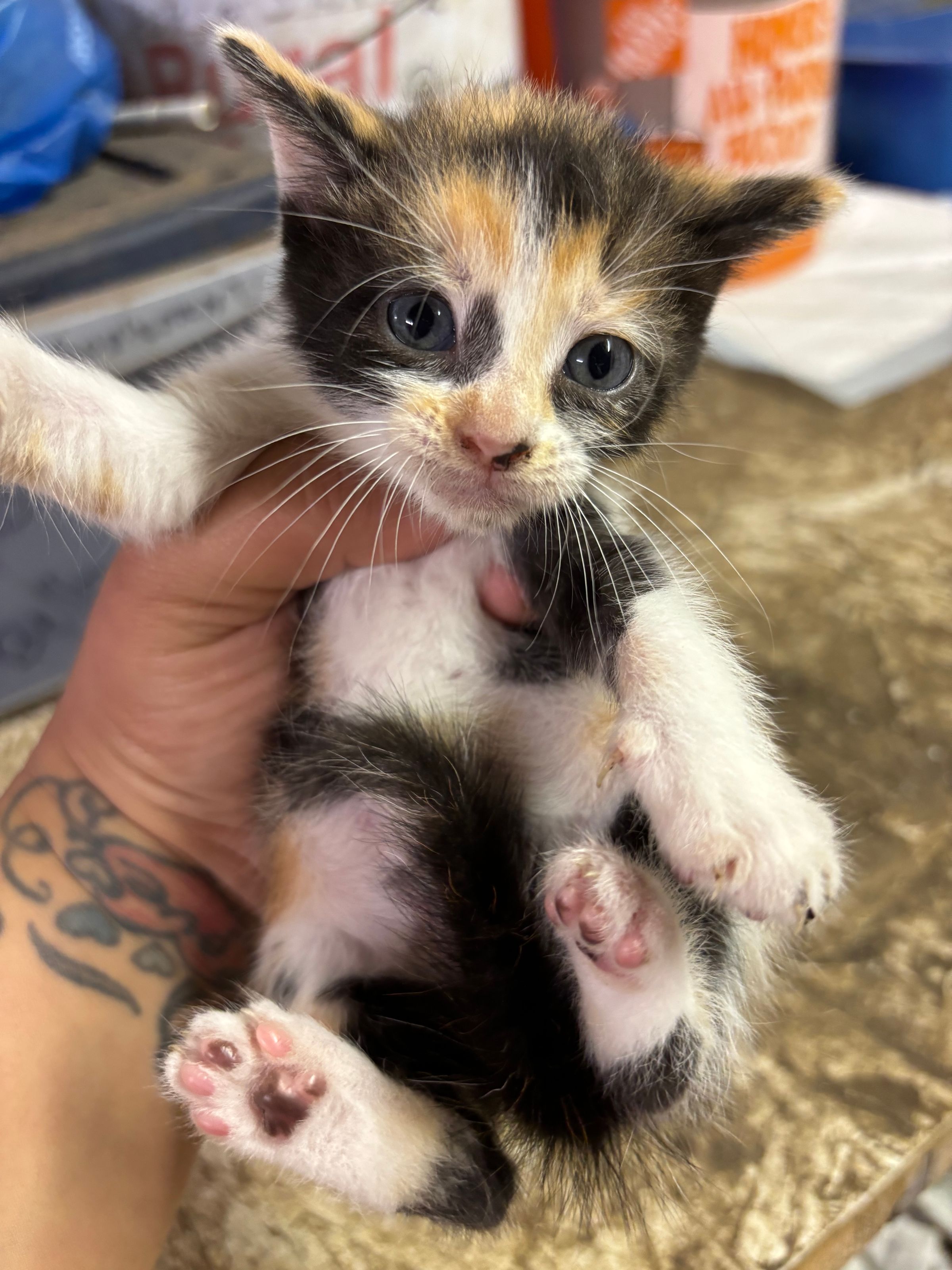 VILLAGE OF PAWSITIVITY's image