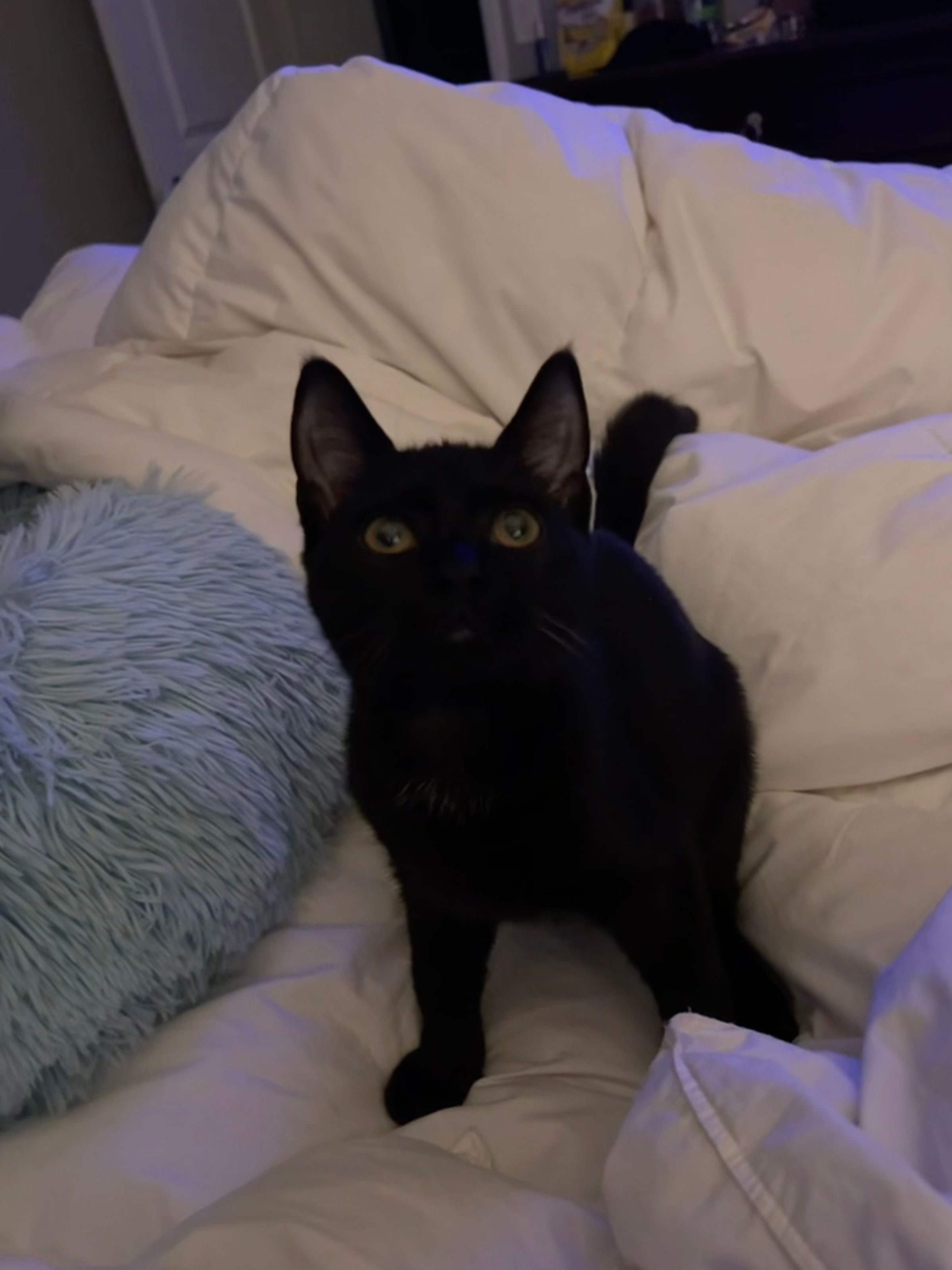 VILLAGE OF PAWSITIVITY's image