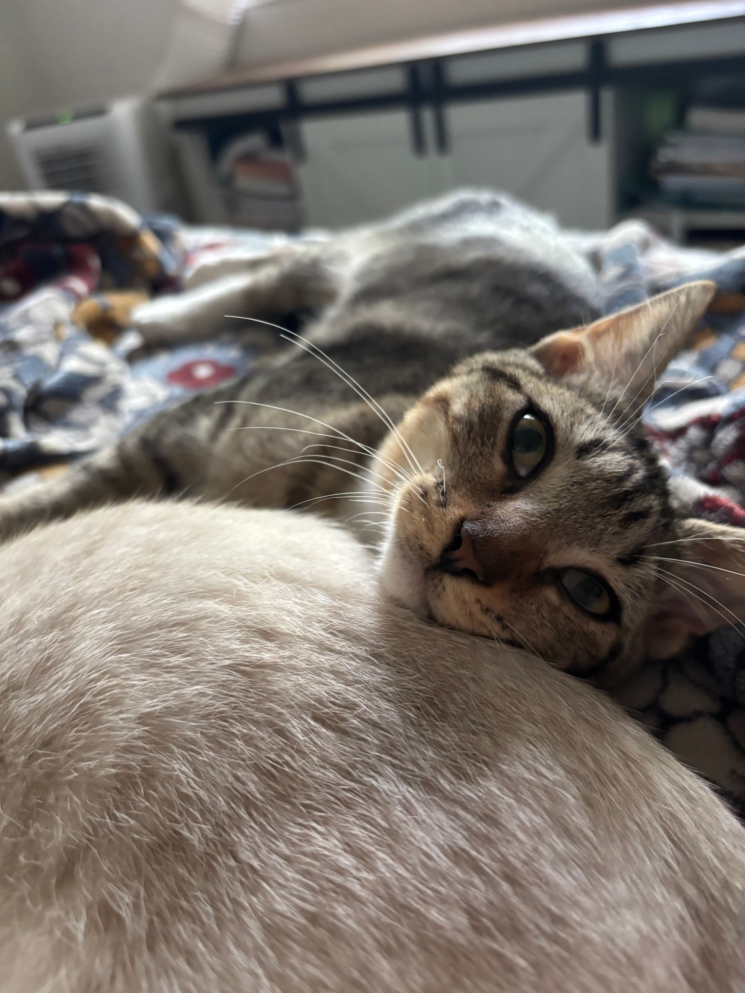 VILLAGE OF PAWSITIVITY's image