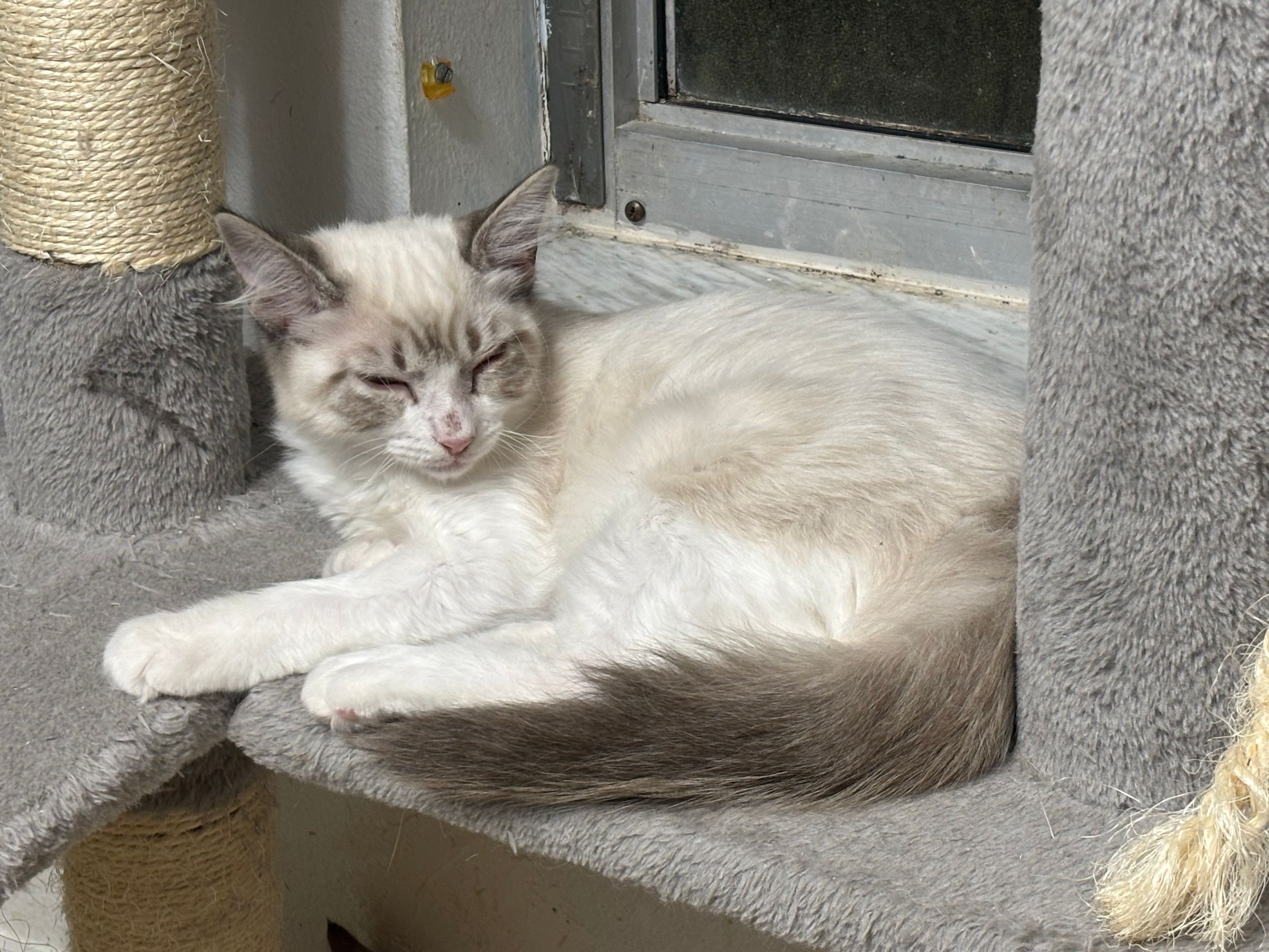 VILLAGE OF PAWSITIVITY's image