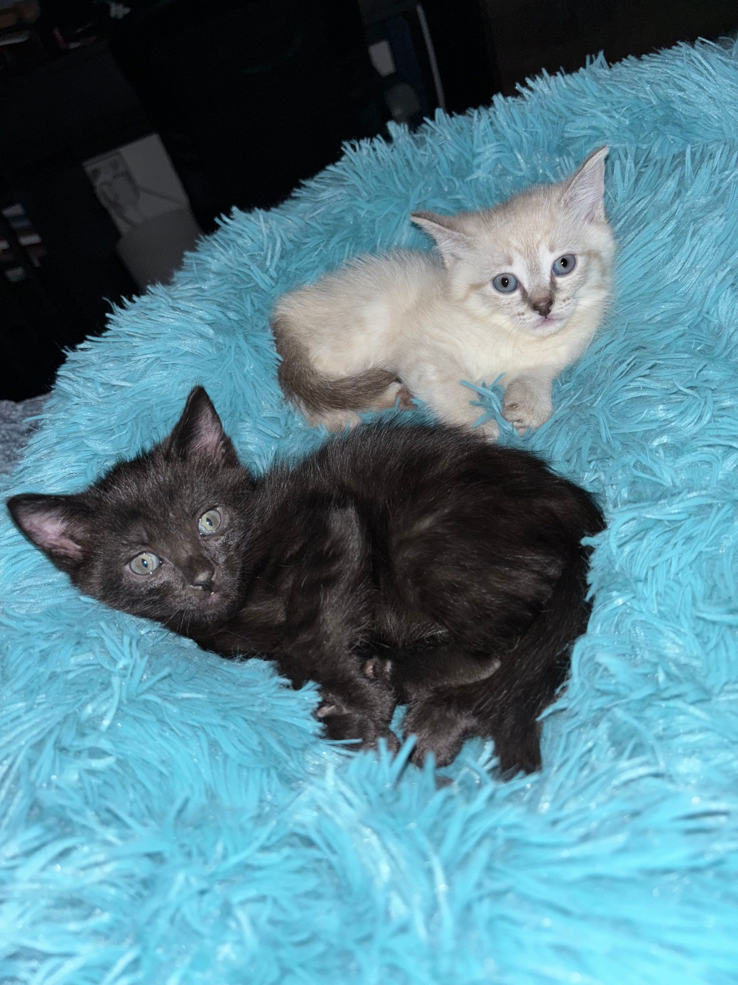 VILLAGE OF PAWSITIVITY's image