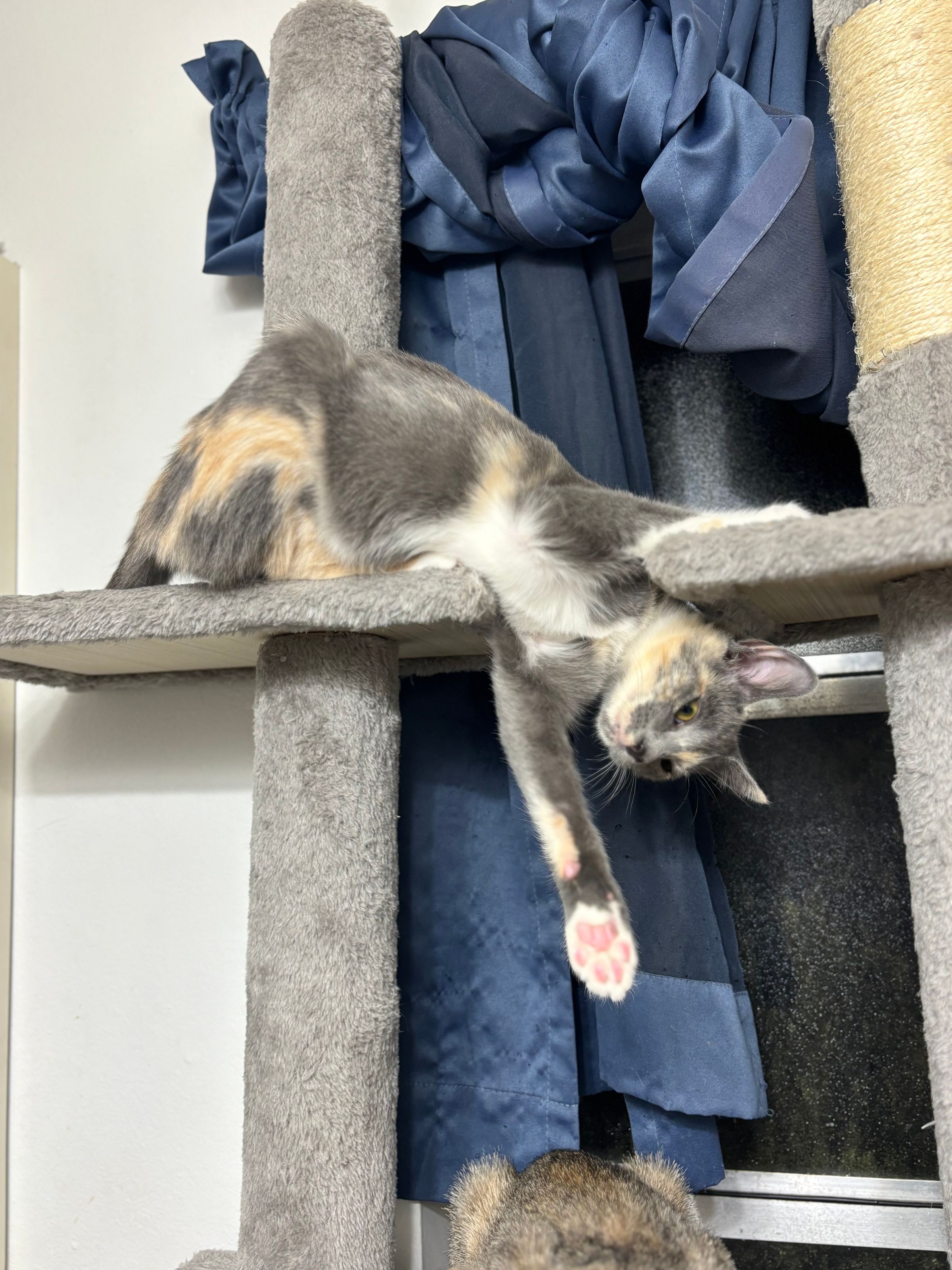 VILLAGE OF PAWSITIVITY's image