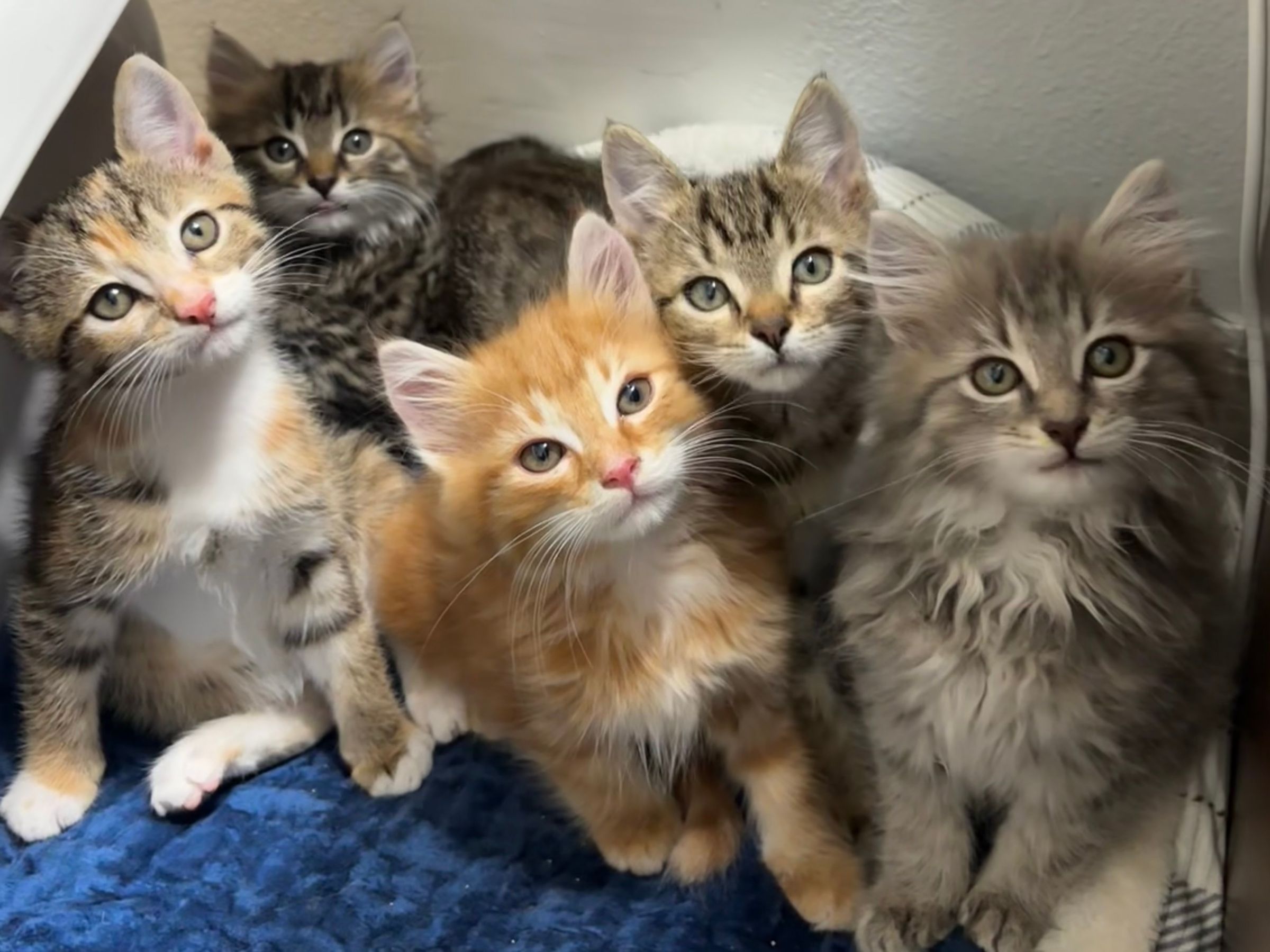 VILLAGE OF PAWSITIVITY's image