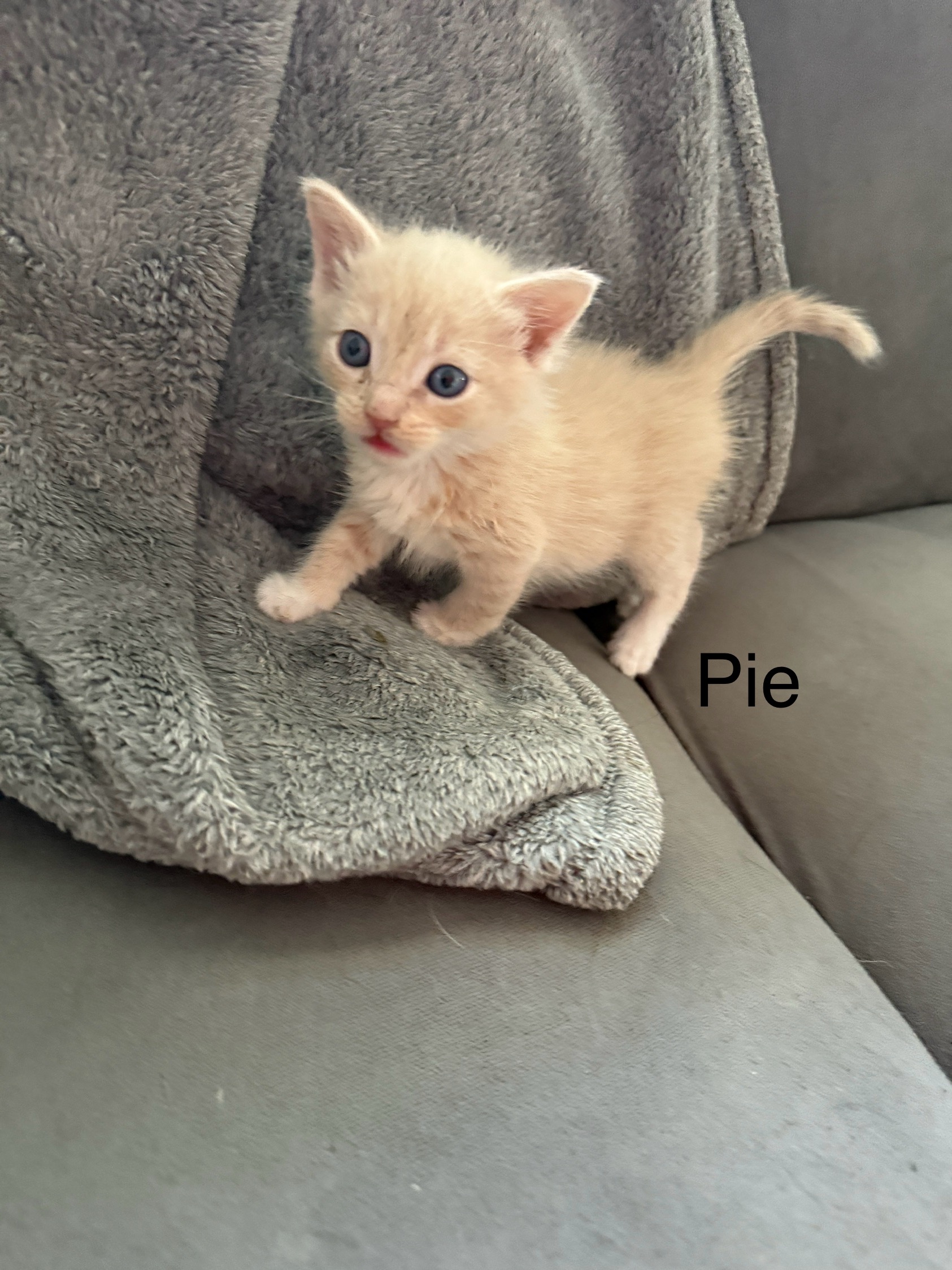 VILLAGE OF PAWSITIVITY's image