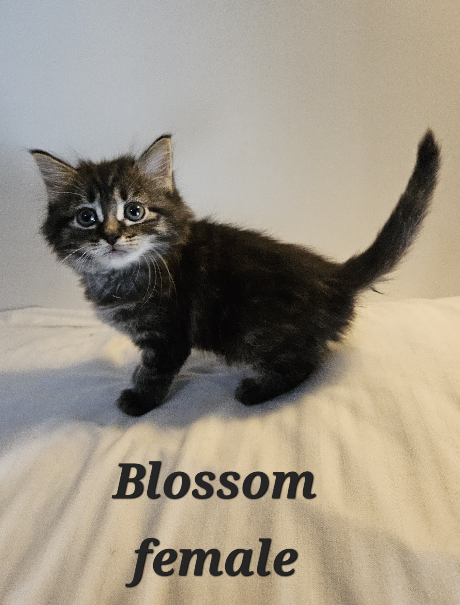 VILLAGE OF PAWSITIVITY's image