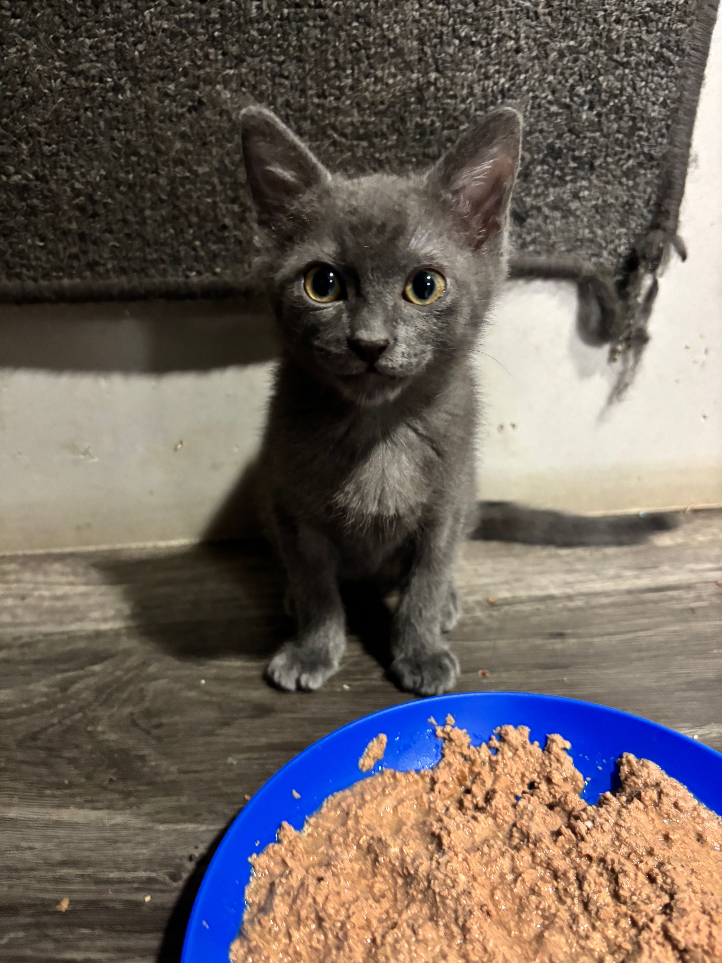 VILLAGE OF PAWSITIVITY's image