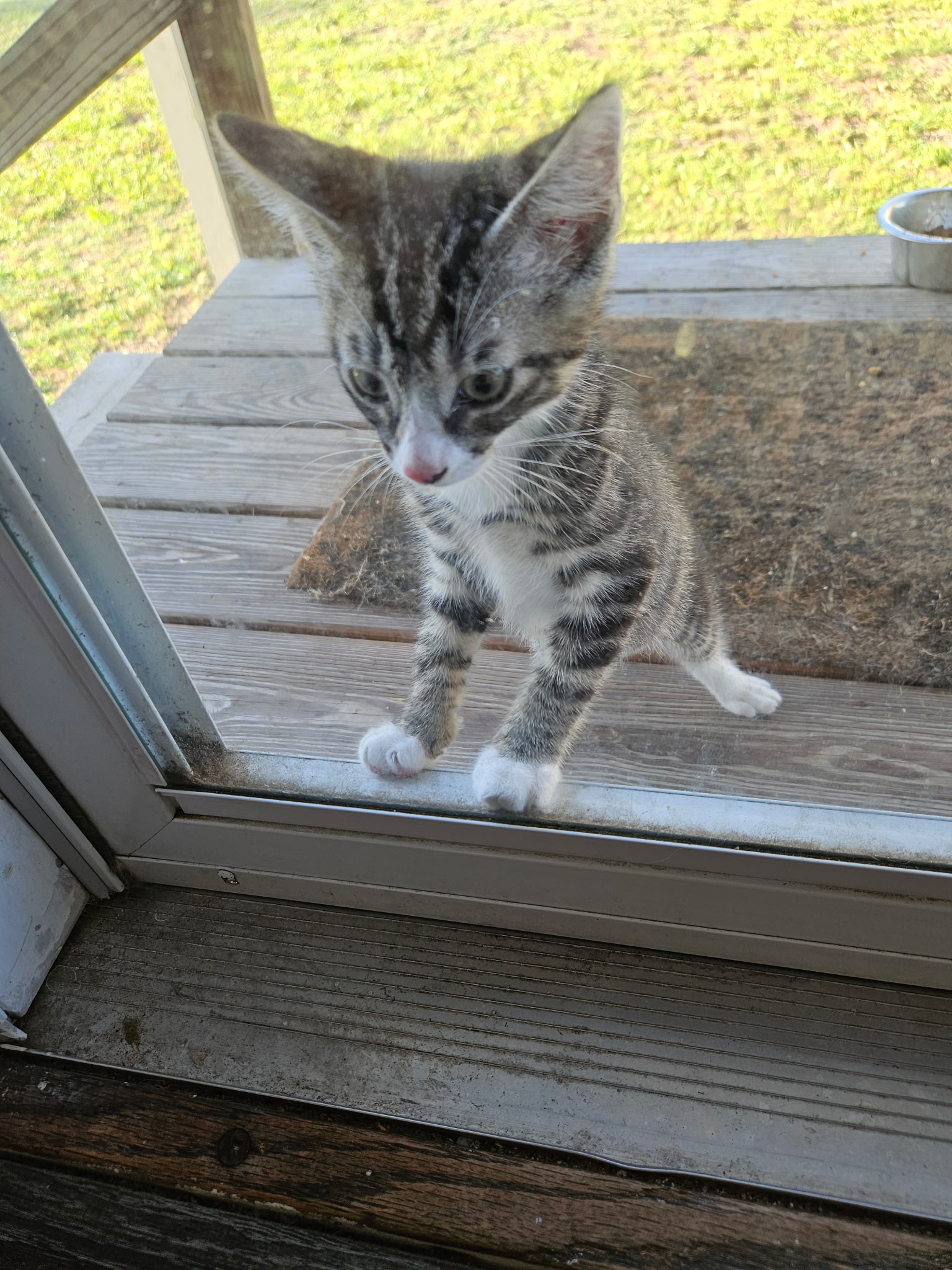 VILLAGE OF PAWSITIVITY's image