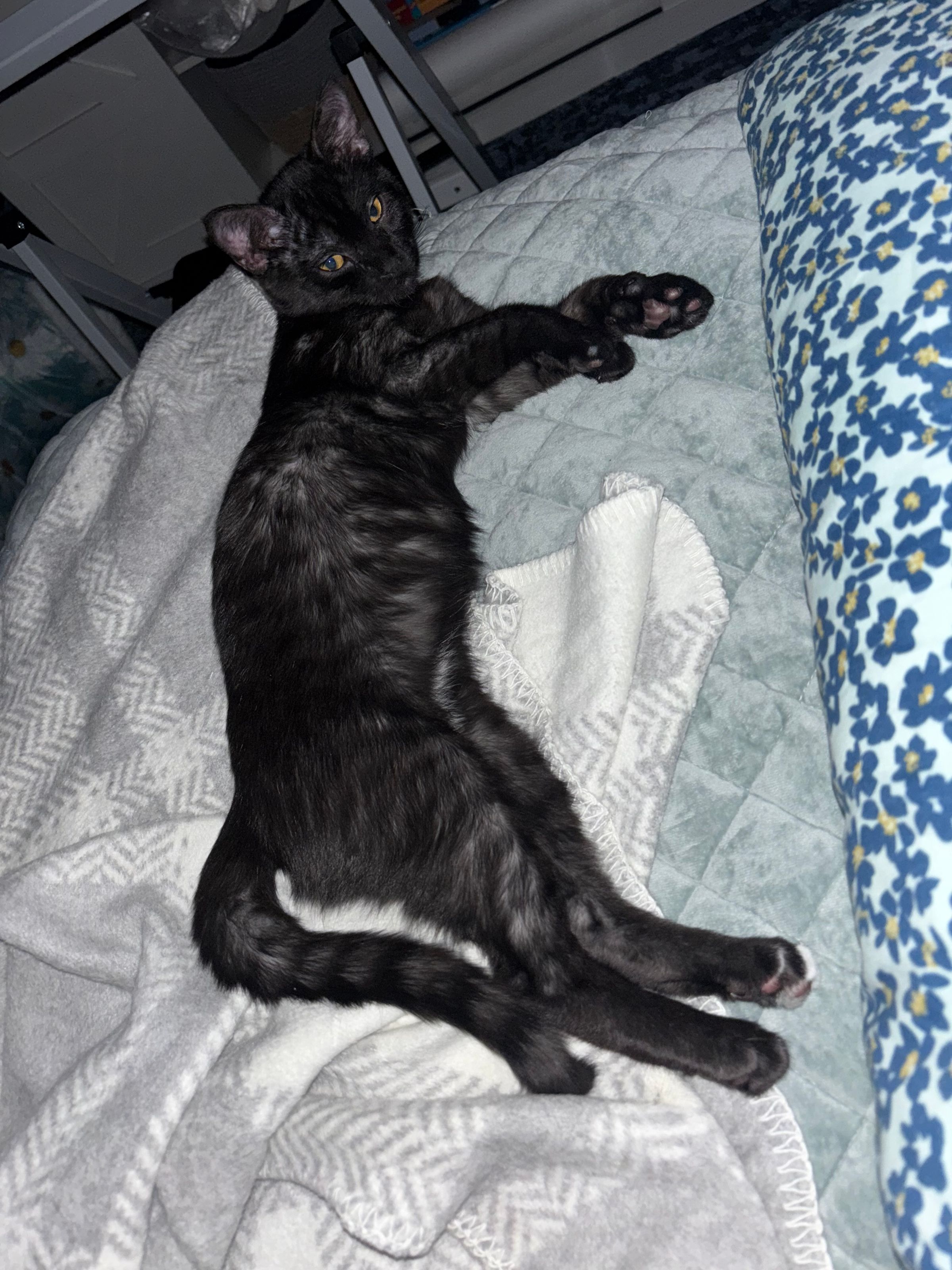 VILLAGE OF PAWSITIVITY's image