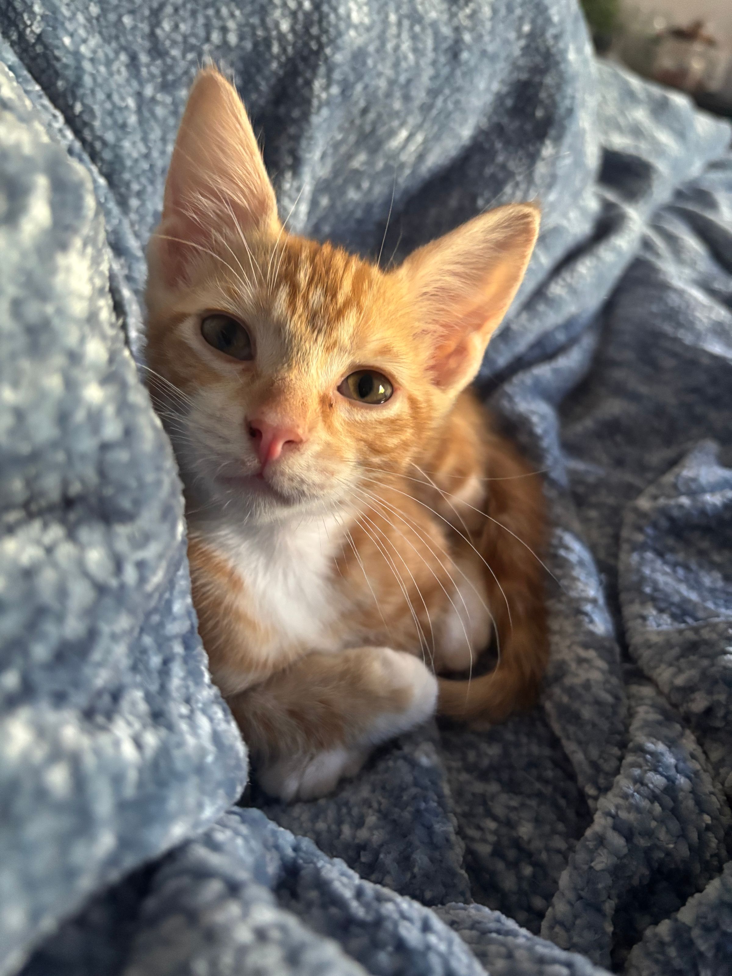 VILLAGE OF PAWSITIVITY's image