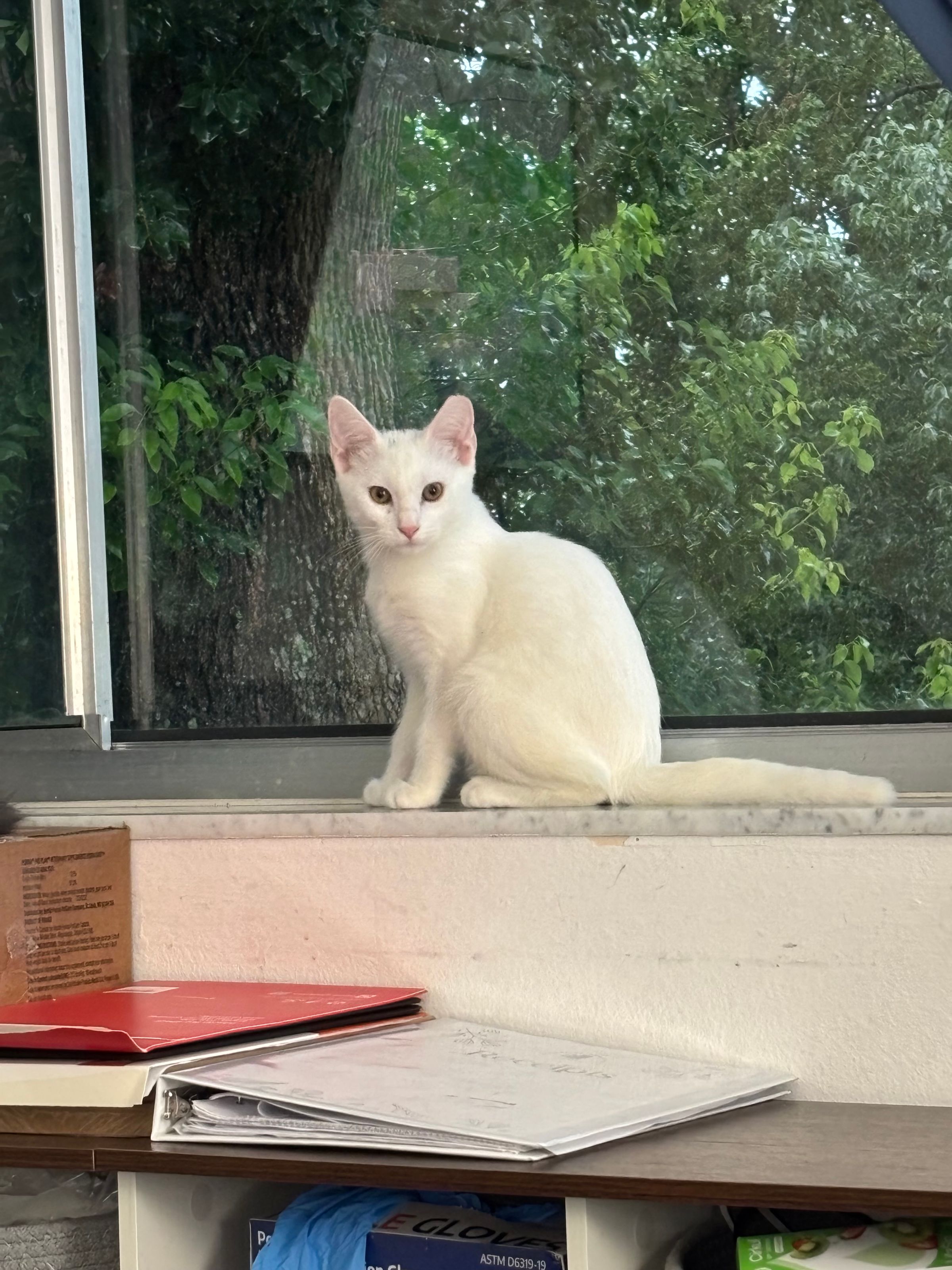 VILLAGE OF PAWSITIVITY's image