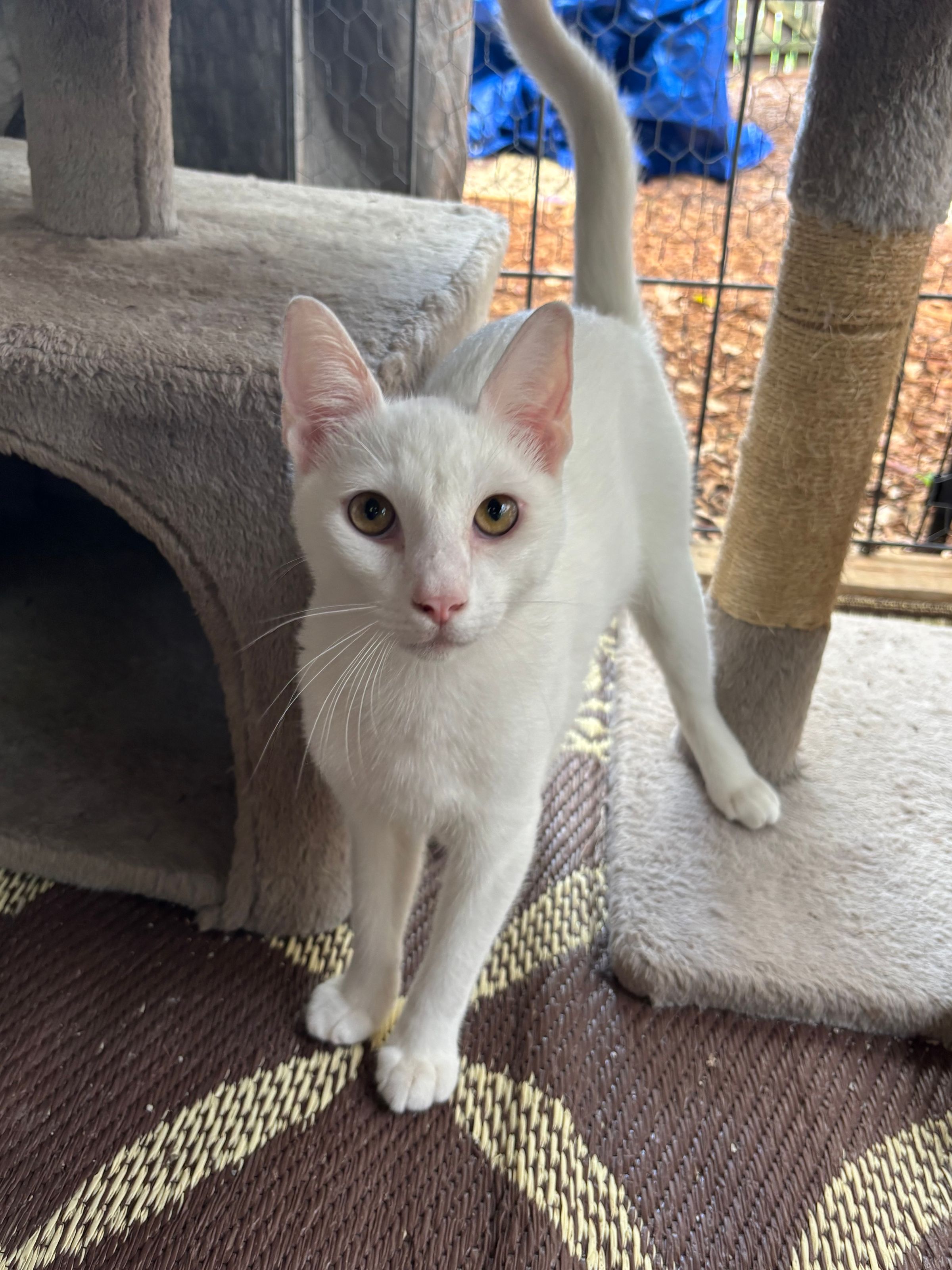 VILLAGE OF PAWSITIVITY's image