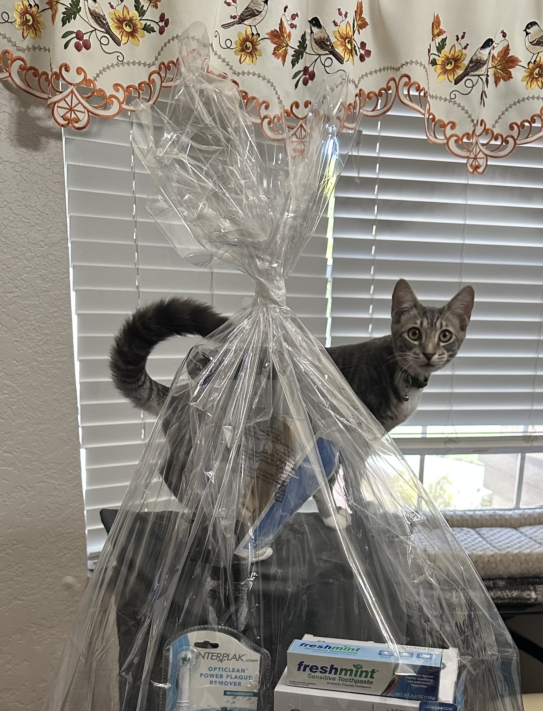 VILLAGE OF PAWSITIVITY's image