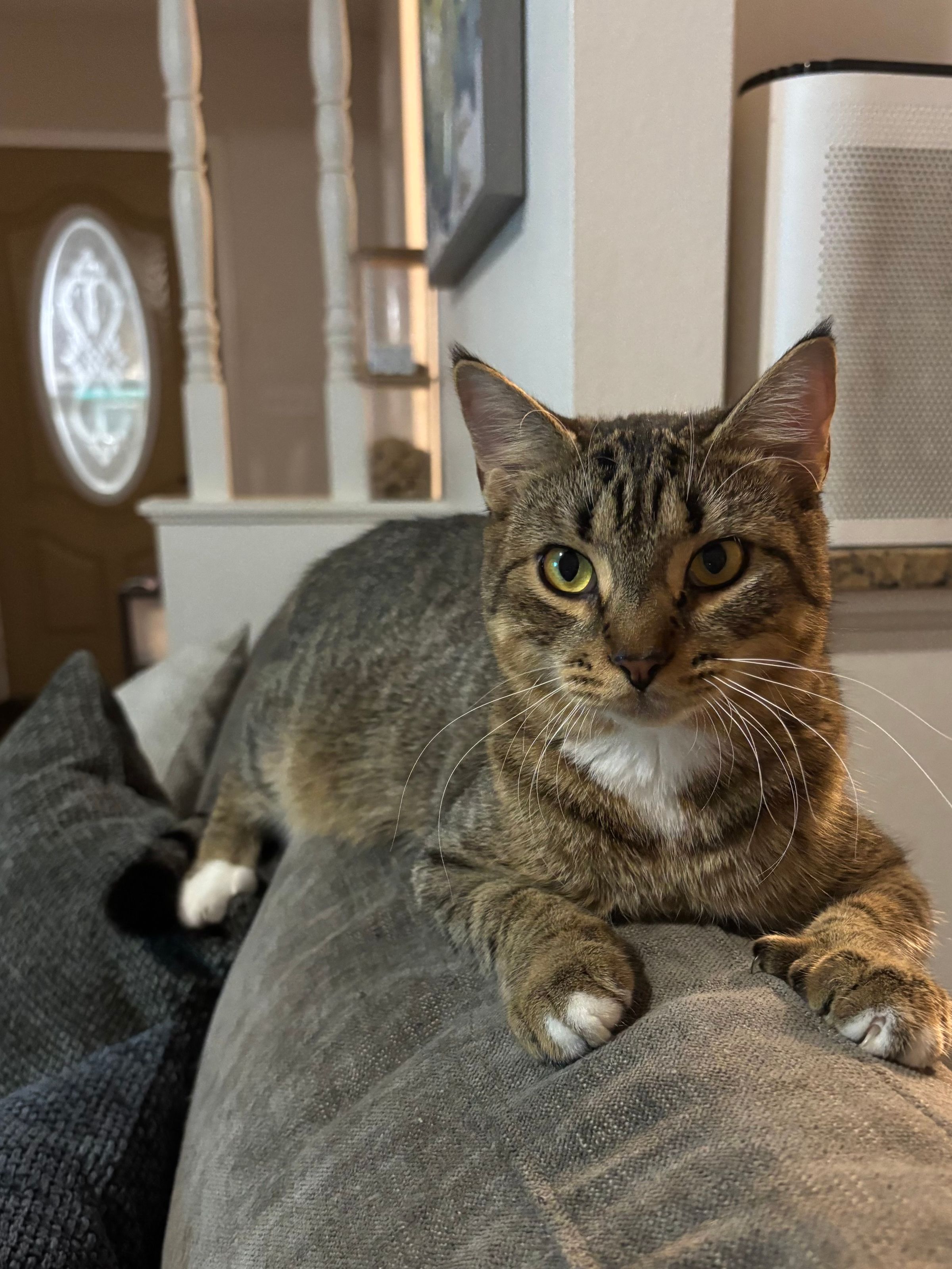 VILLAGE OF PAWSITIVITY's image