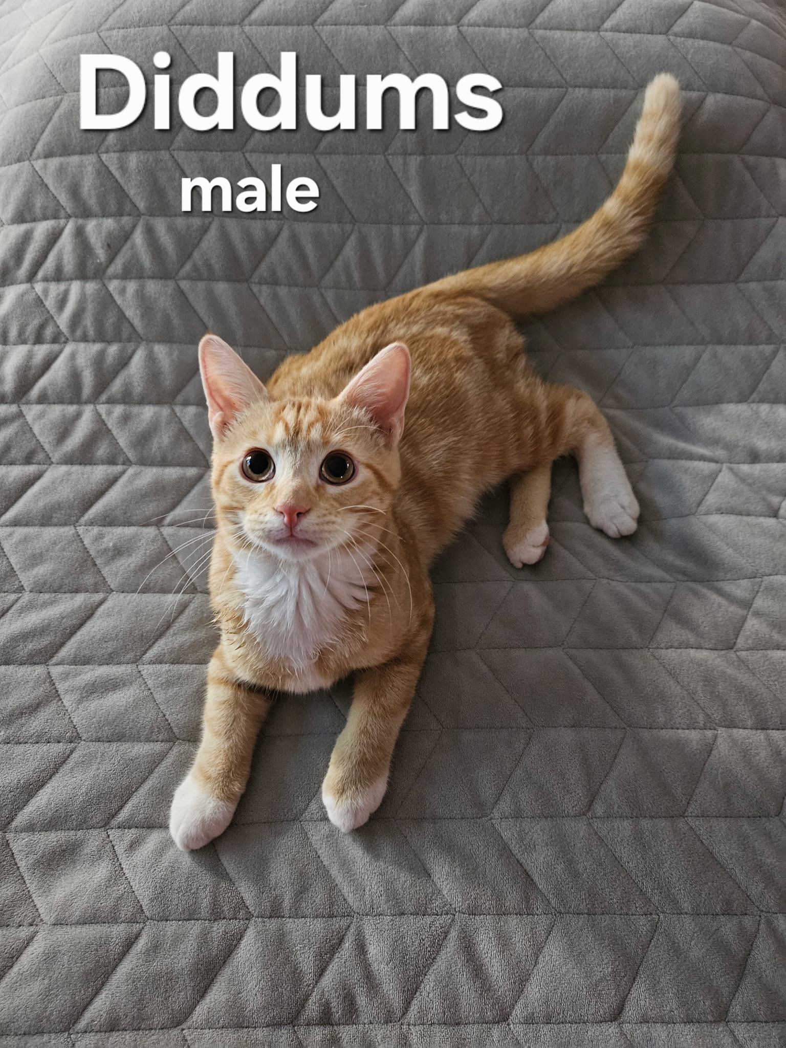 VILLAGE OF PAWSITIVITY's image