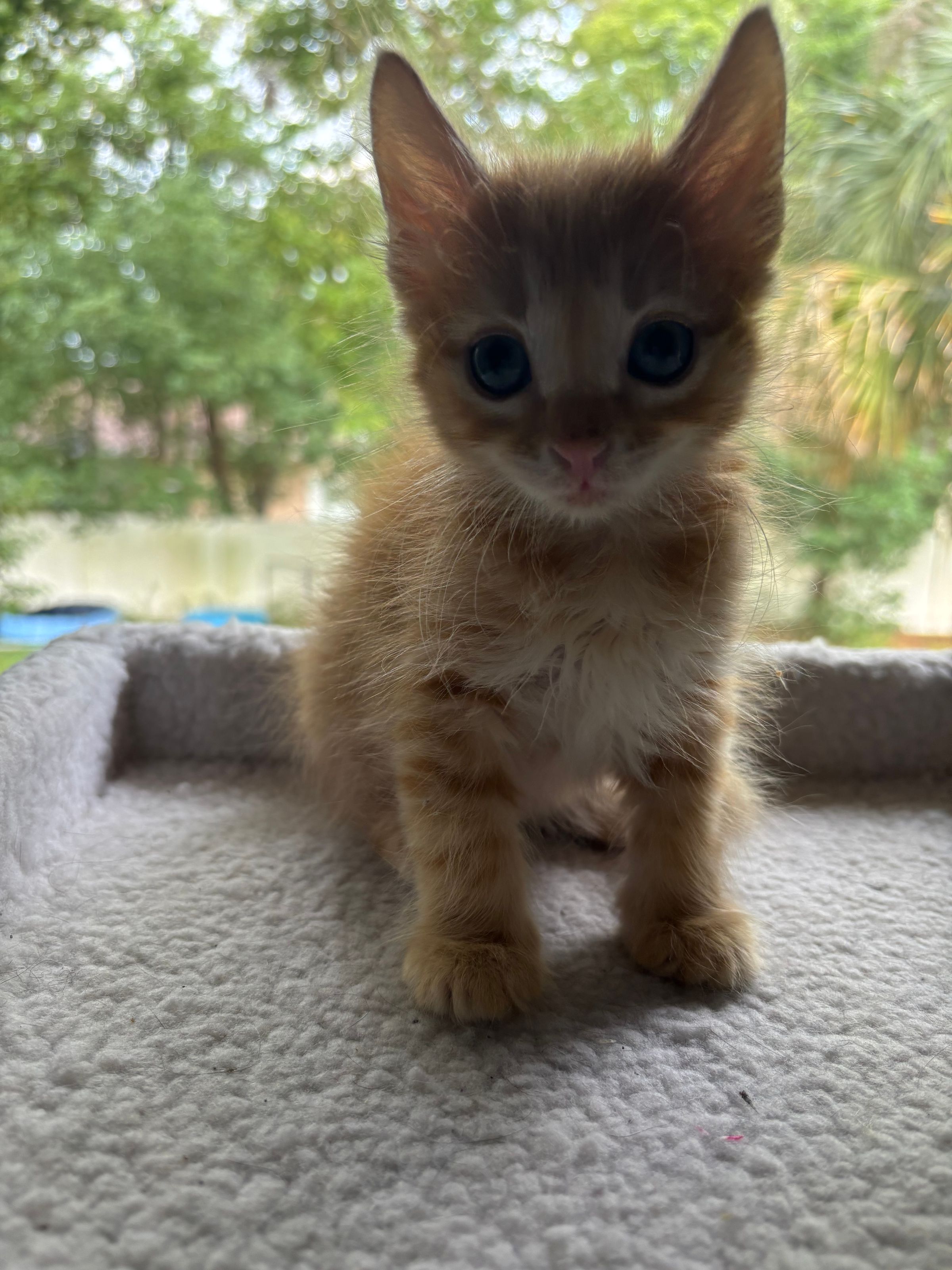 VILLAGE OF PAWSITIVITY's image