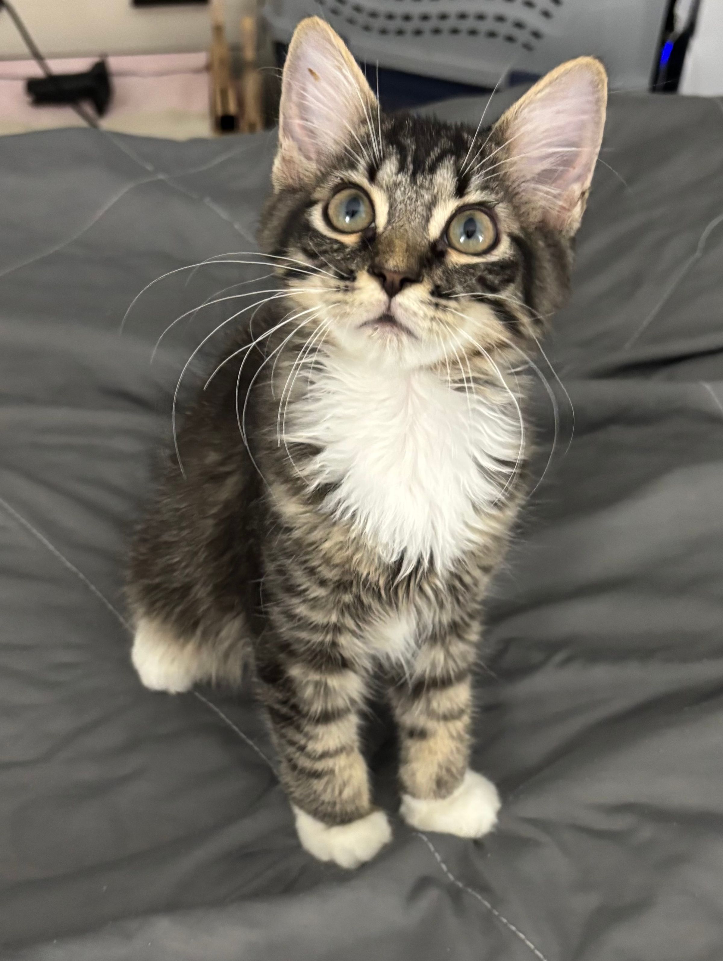 VILLAGE OF PAWSITIVITY's image