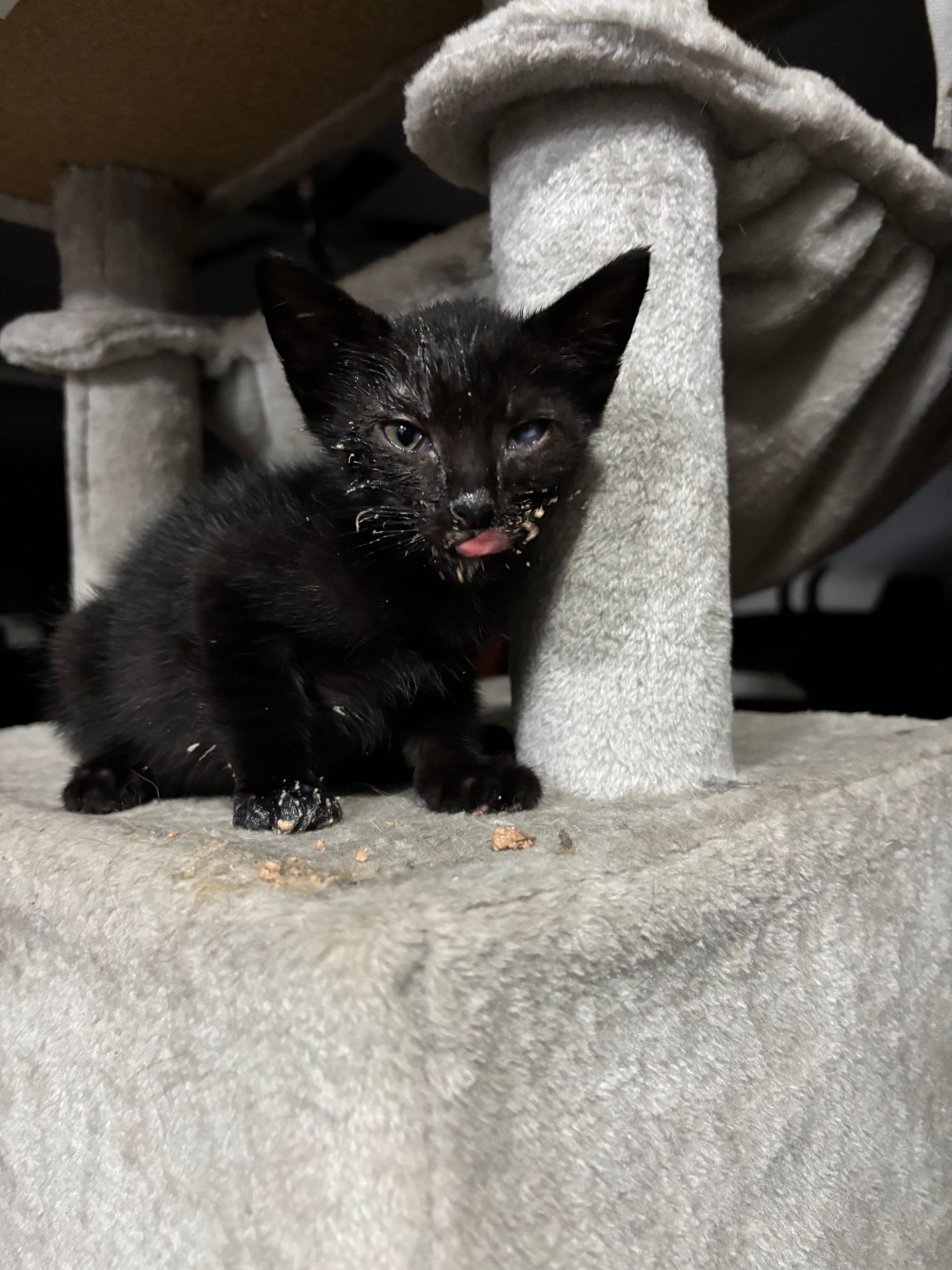 VILLAGE OF PAWSITIVITY's image