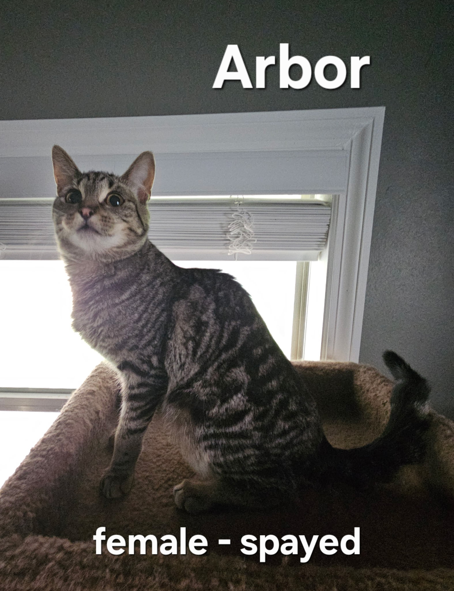 VILLAGE OF PAWSITIVITY's image