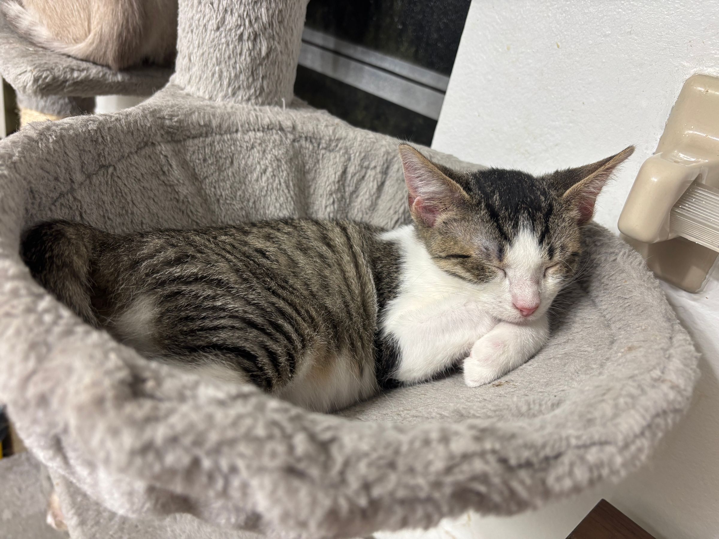VILLAGE OF PAWSITIVITY's image