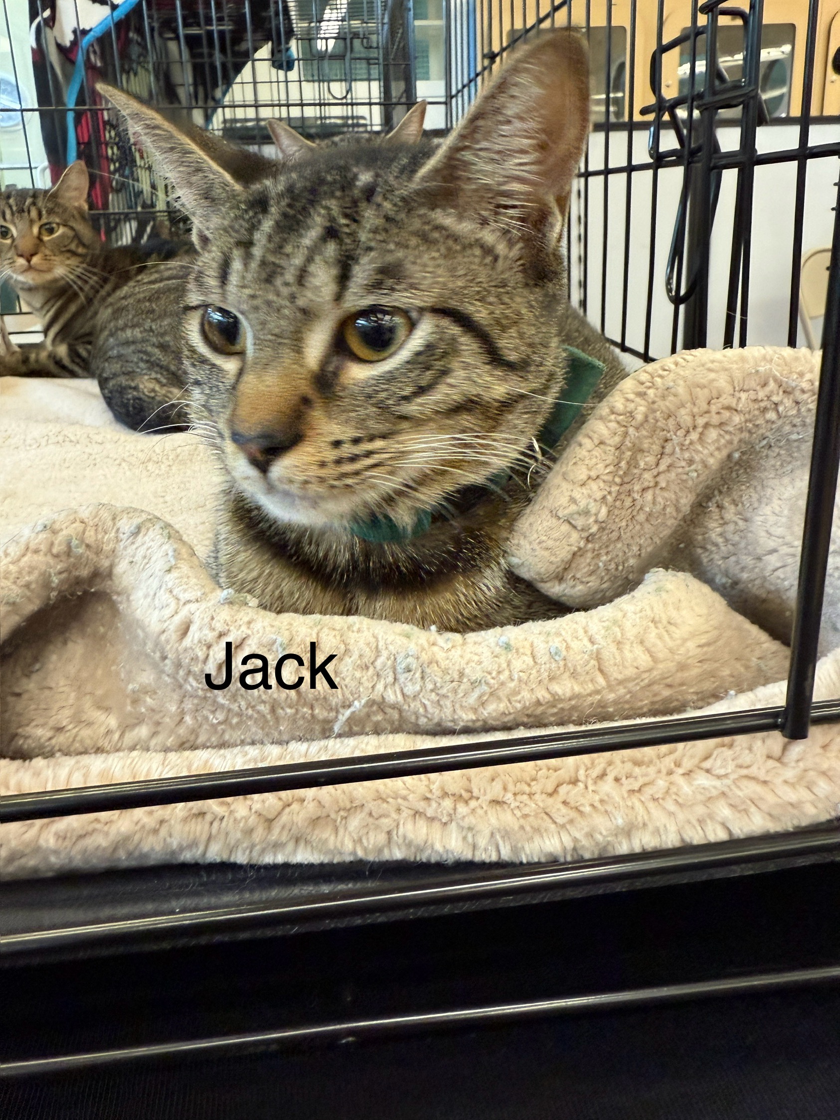 VILLAGE OF PAWSITIVITY's image