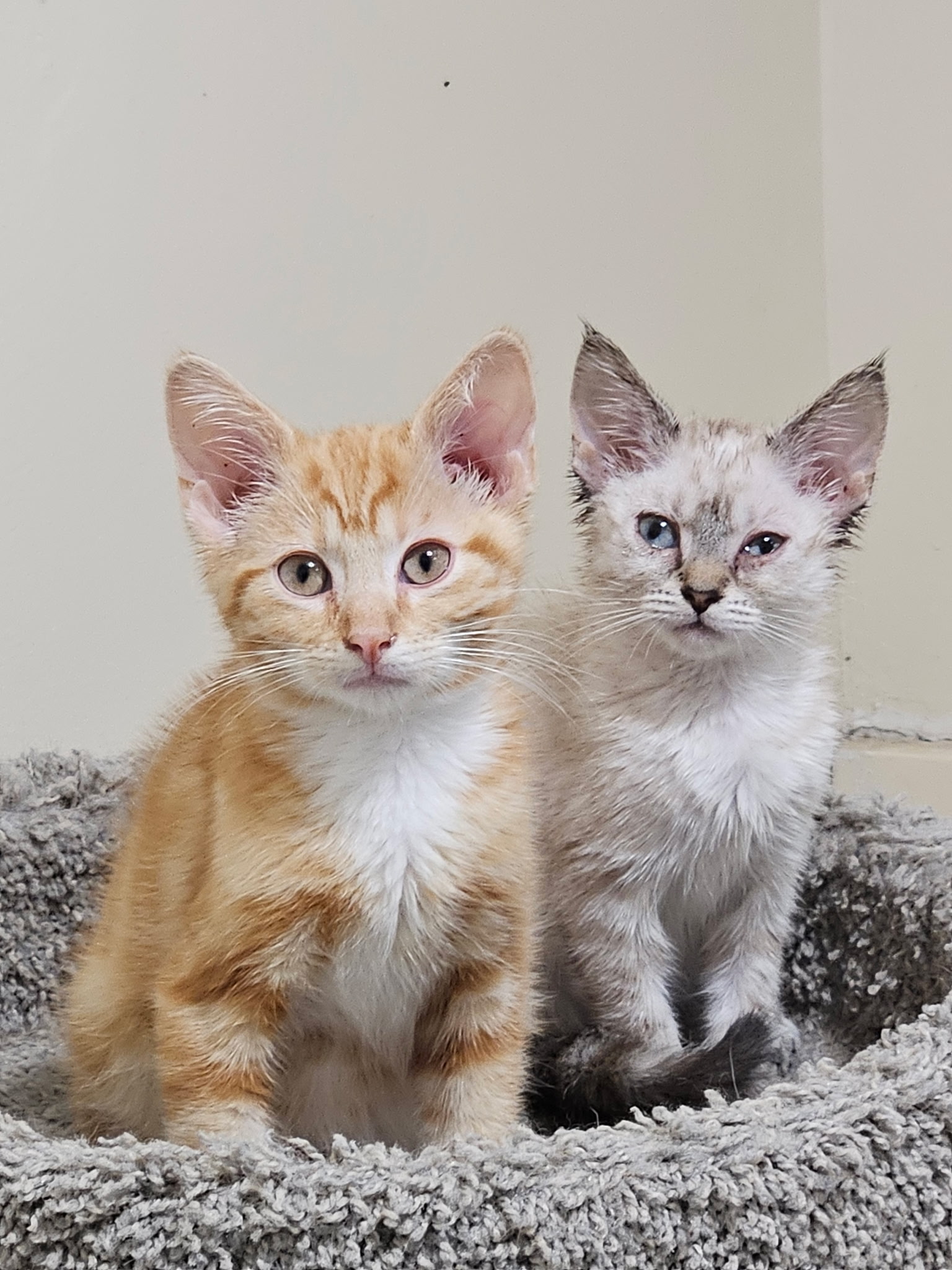 VILLAGE OF PAWSITIVITY's image