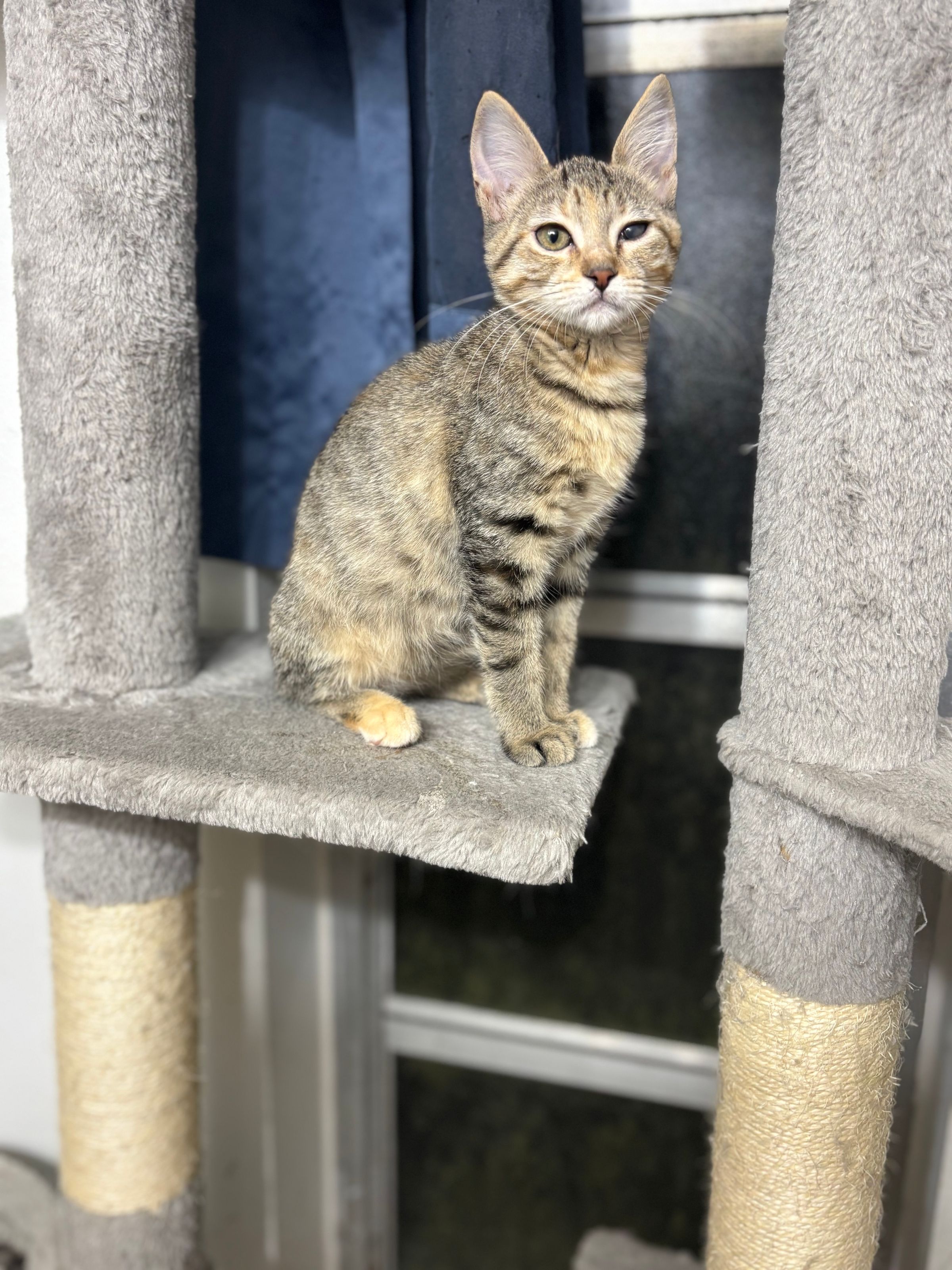 VILLAGE OF PAWSITIVITY's image