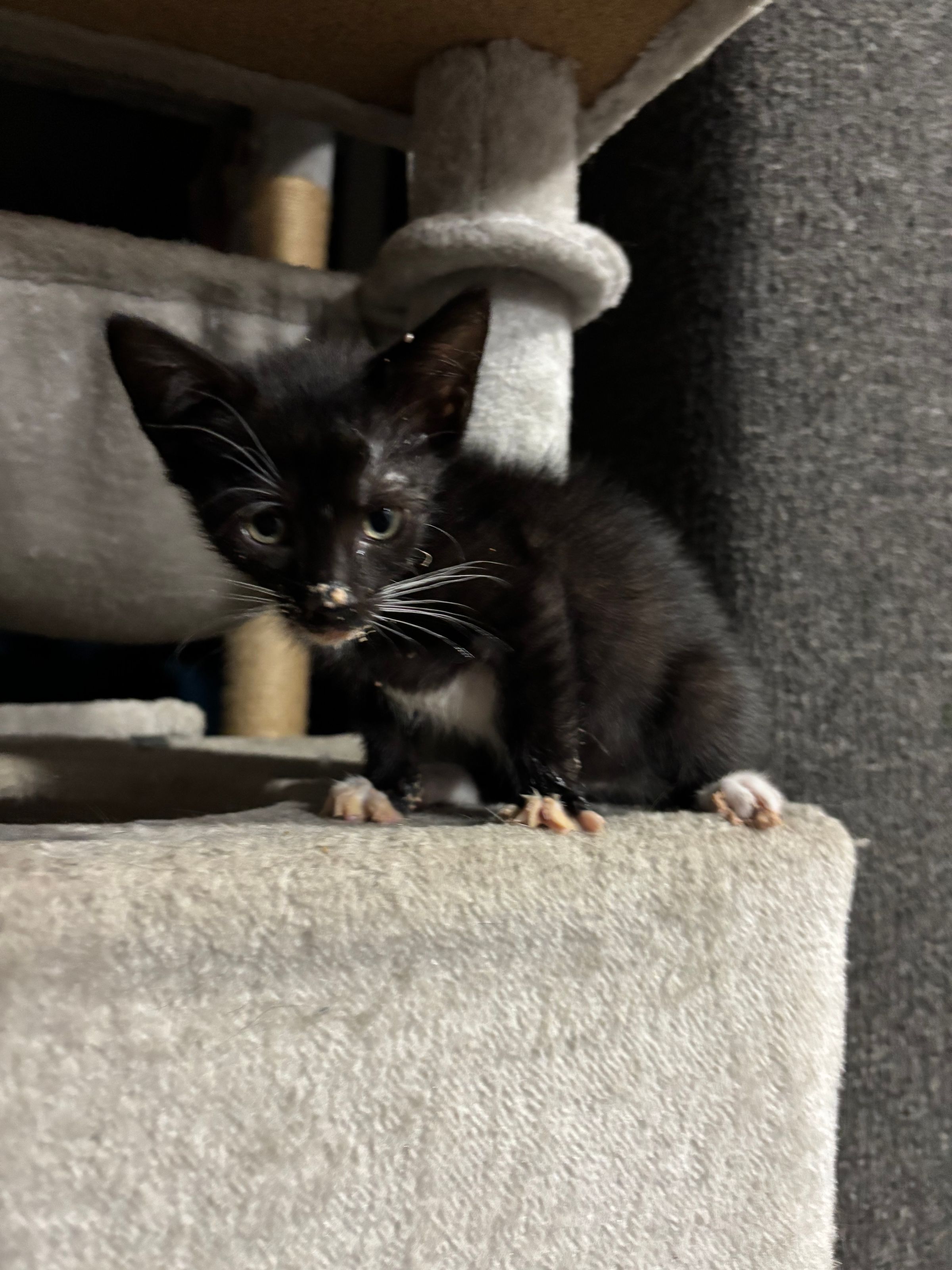 VILLAGE OF PAWSITIVITY's image
