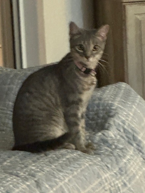 VILLAGE OF PAWSITIVITY's image