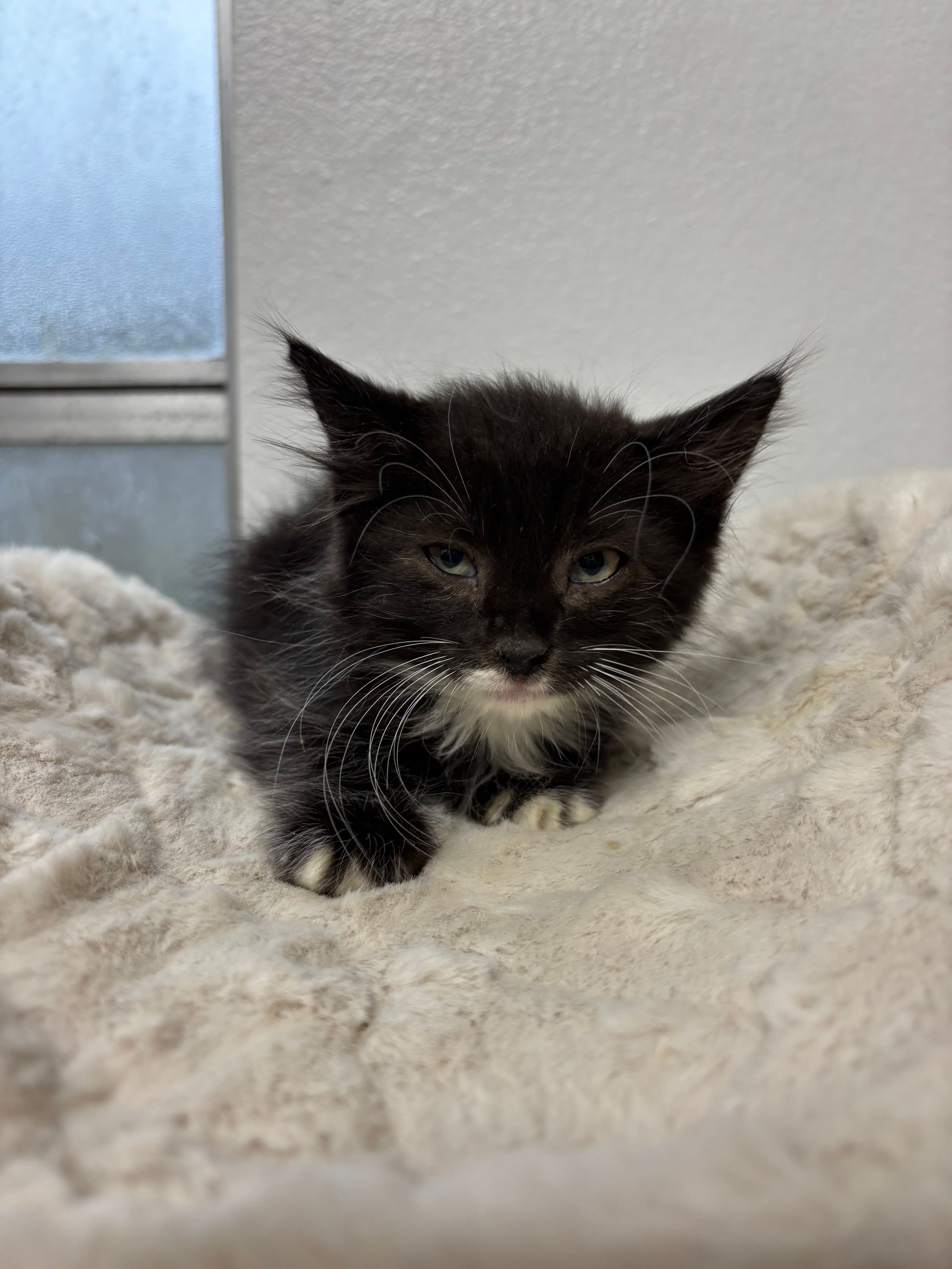 VILLAGE OF PAWSITIVITY's image