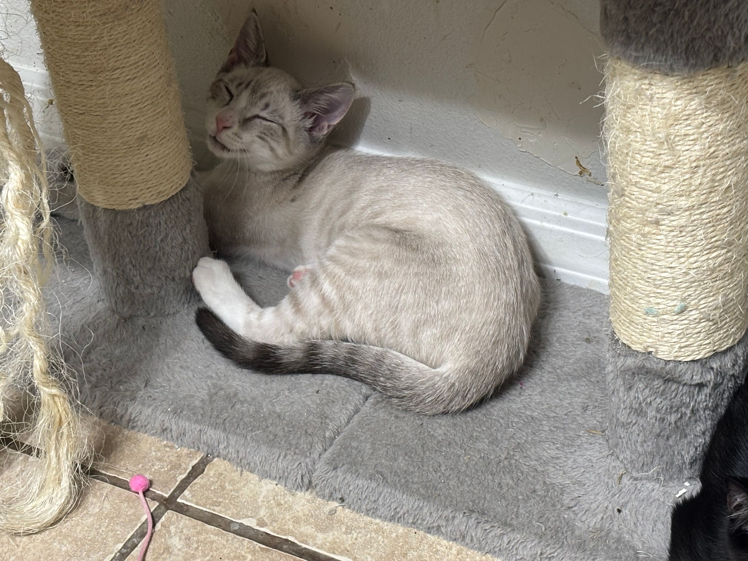 VILLAGE OF PAWSITIVITY's image