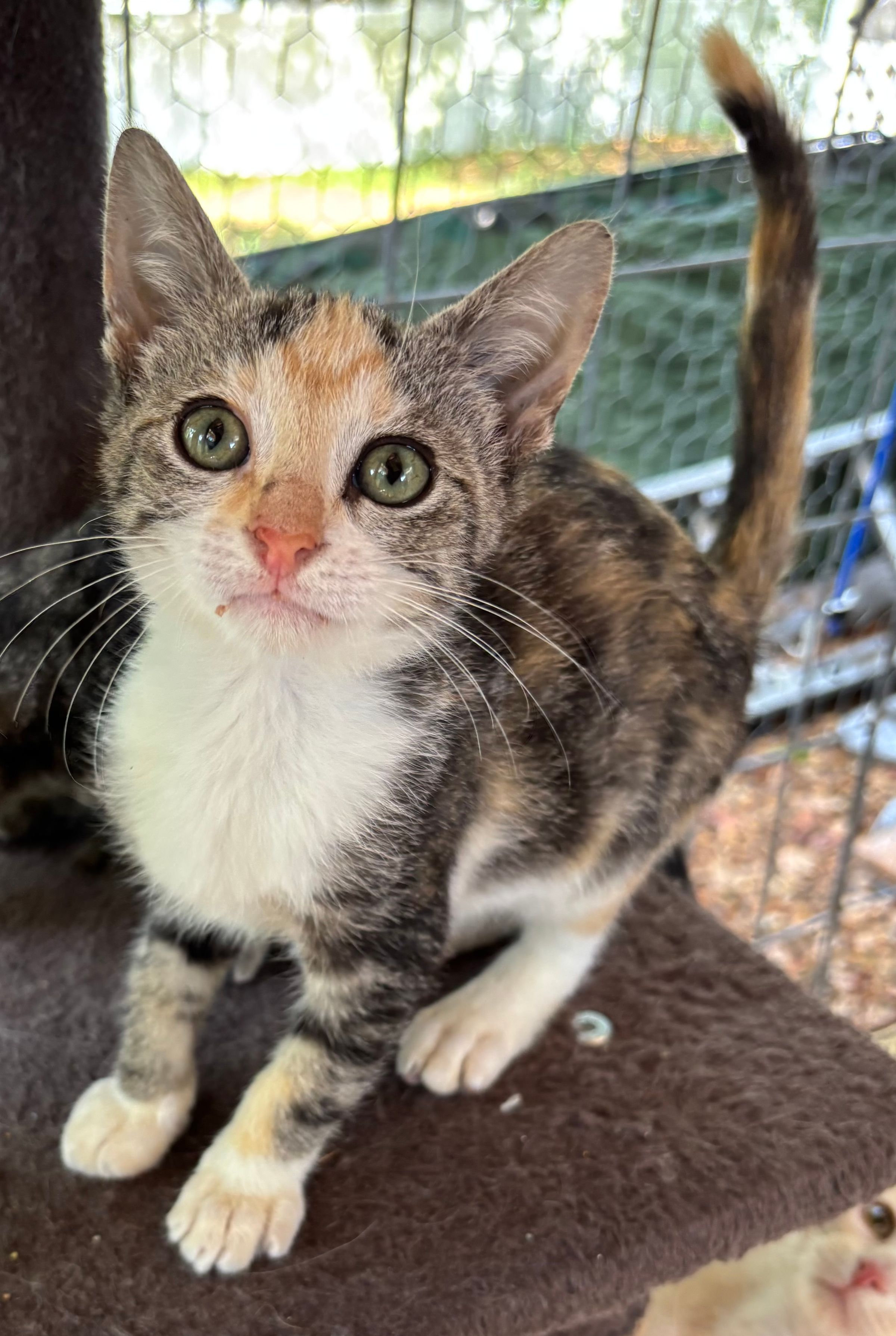 VILLAGE OF PAWSITIVITY's image