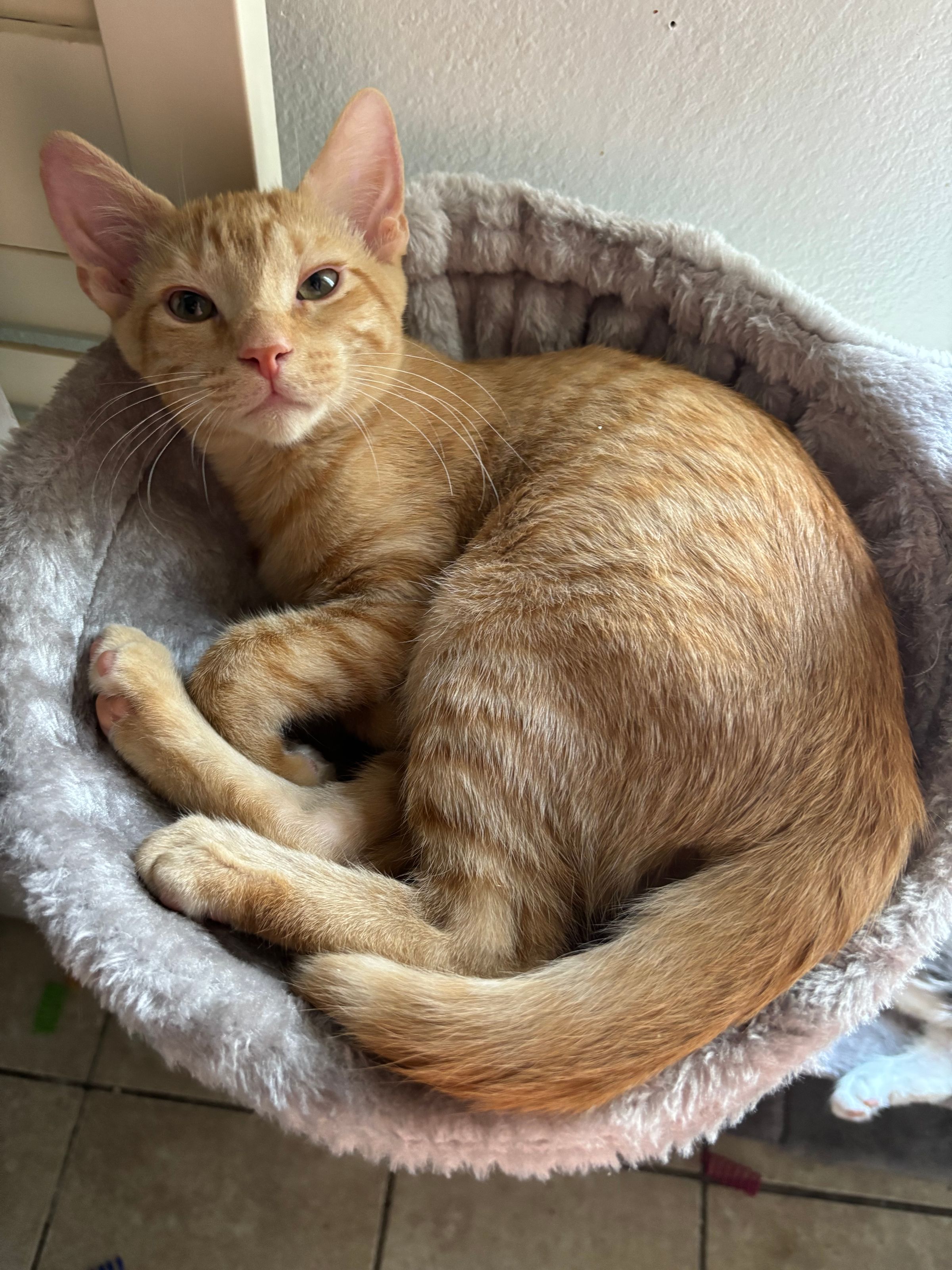 VILLAGE OF PAWSITIVITY's image