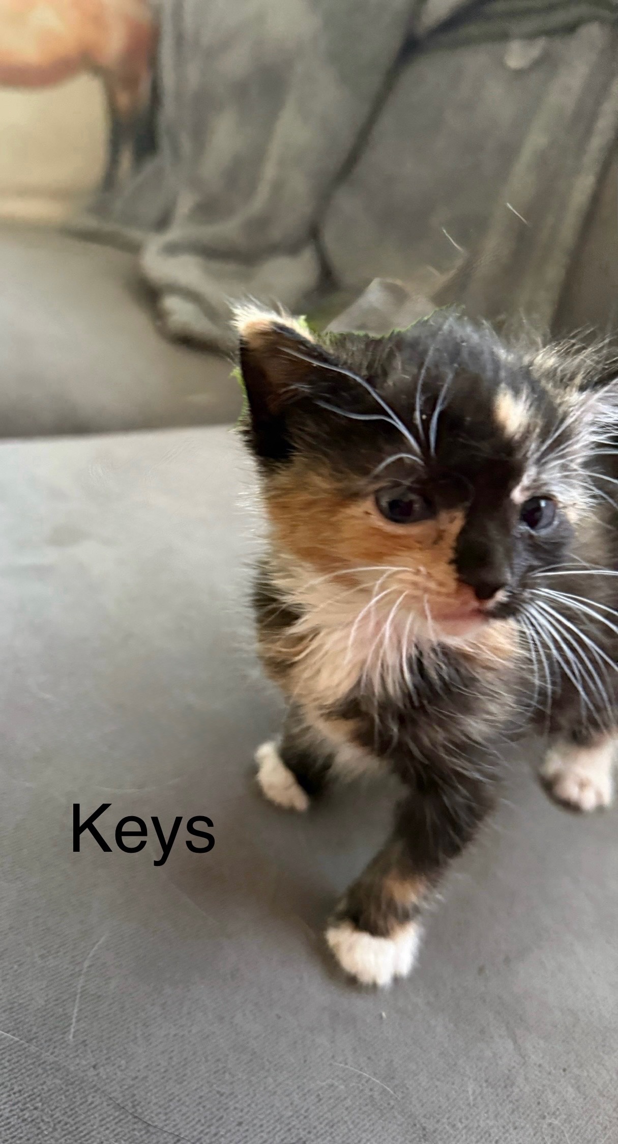 VILLAGE OF PAWSITIVITY's image