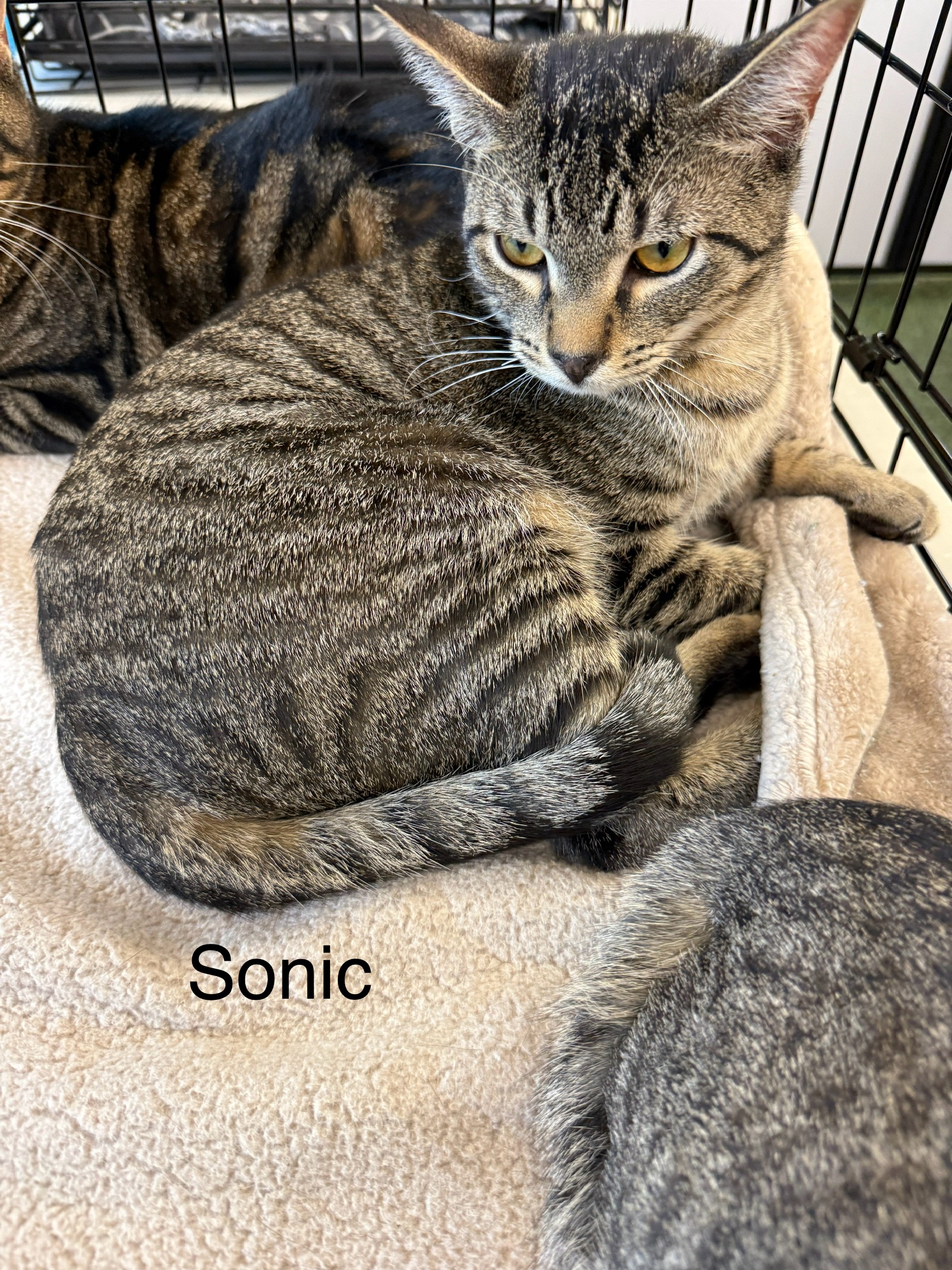 VILLAGE OF PAWSITIVITY's image