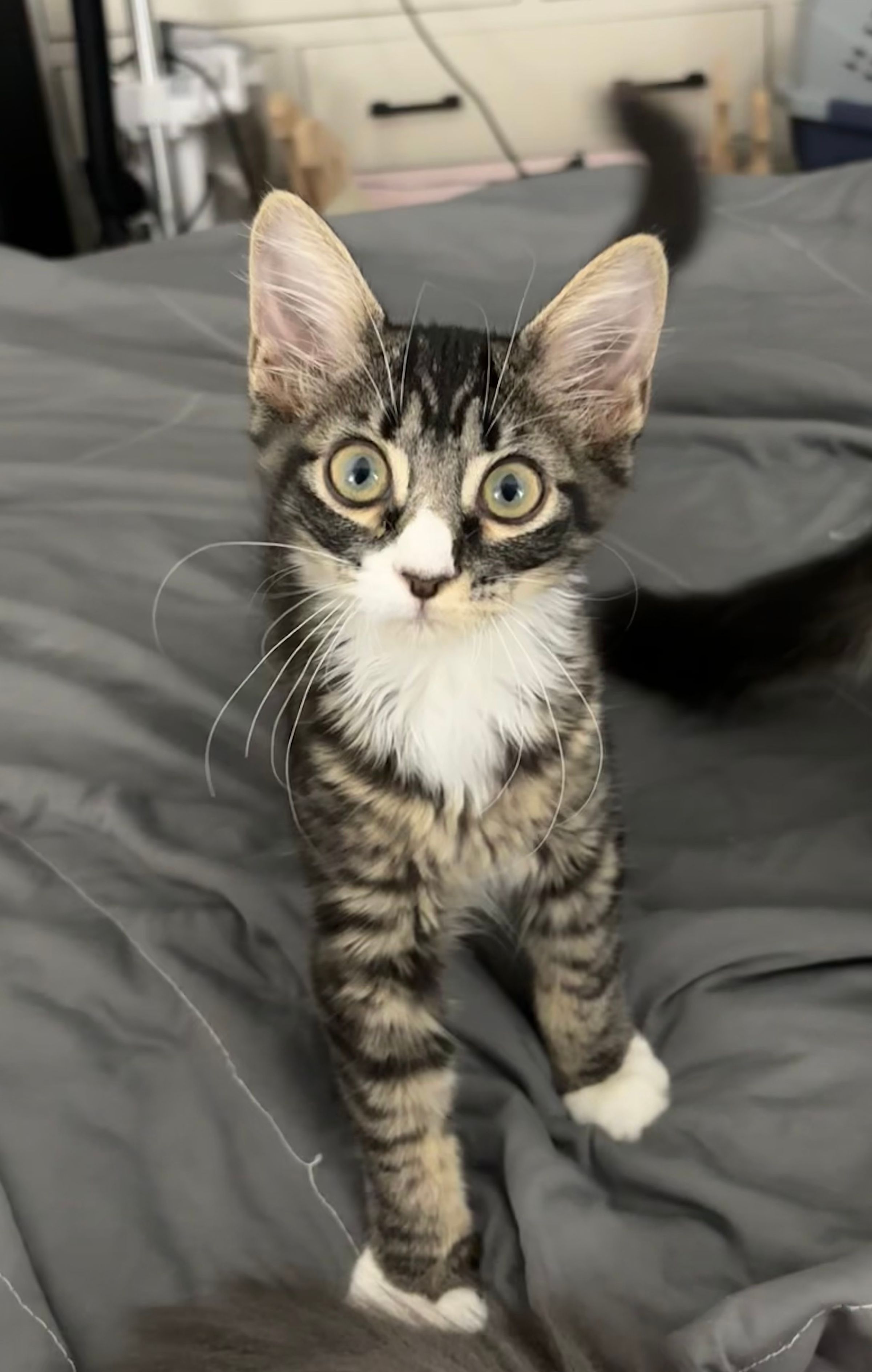 VILLAGE OF PAWSITIVITY's image