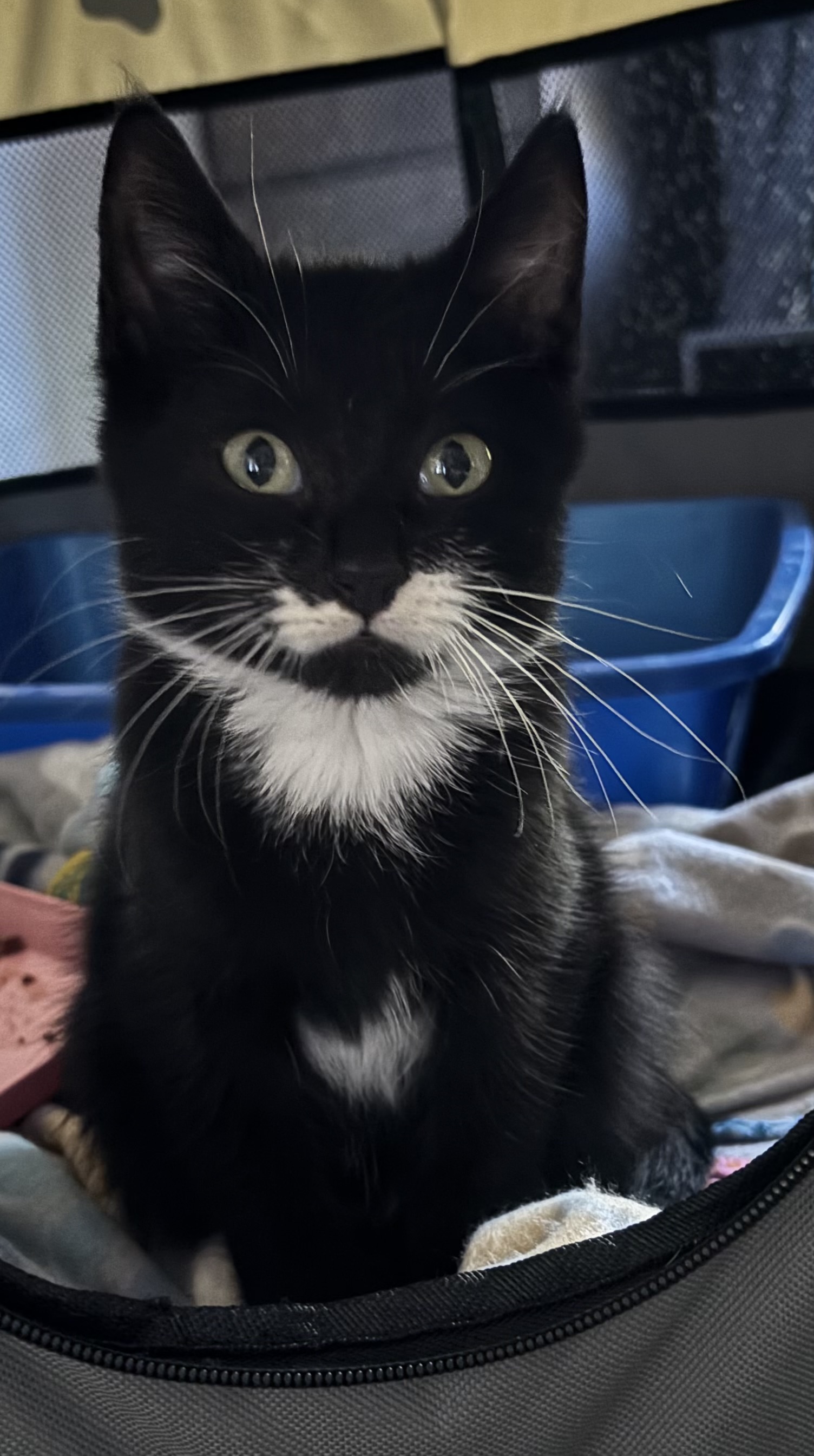 VILLAGE OF PAWSITIVITY's image