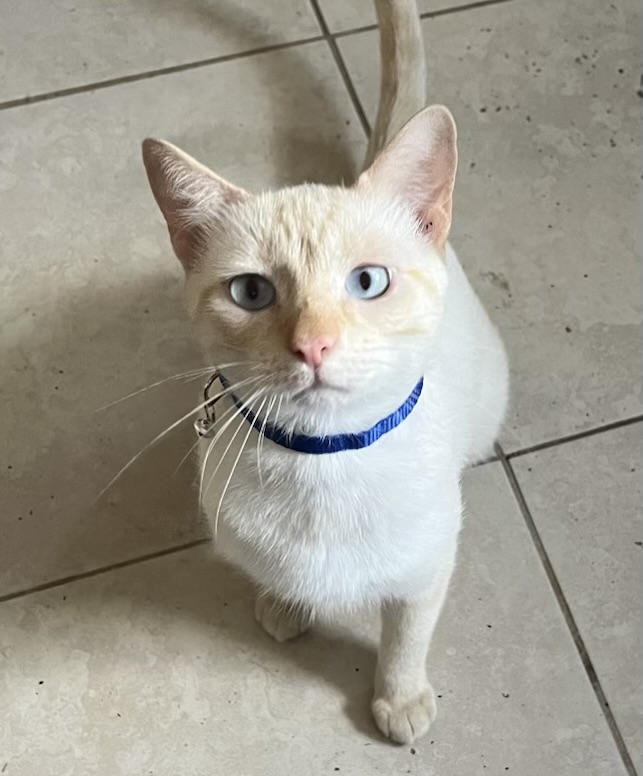 VILLAGE OF PAWSITIVITY's image