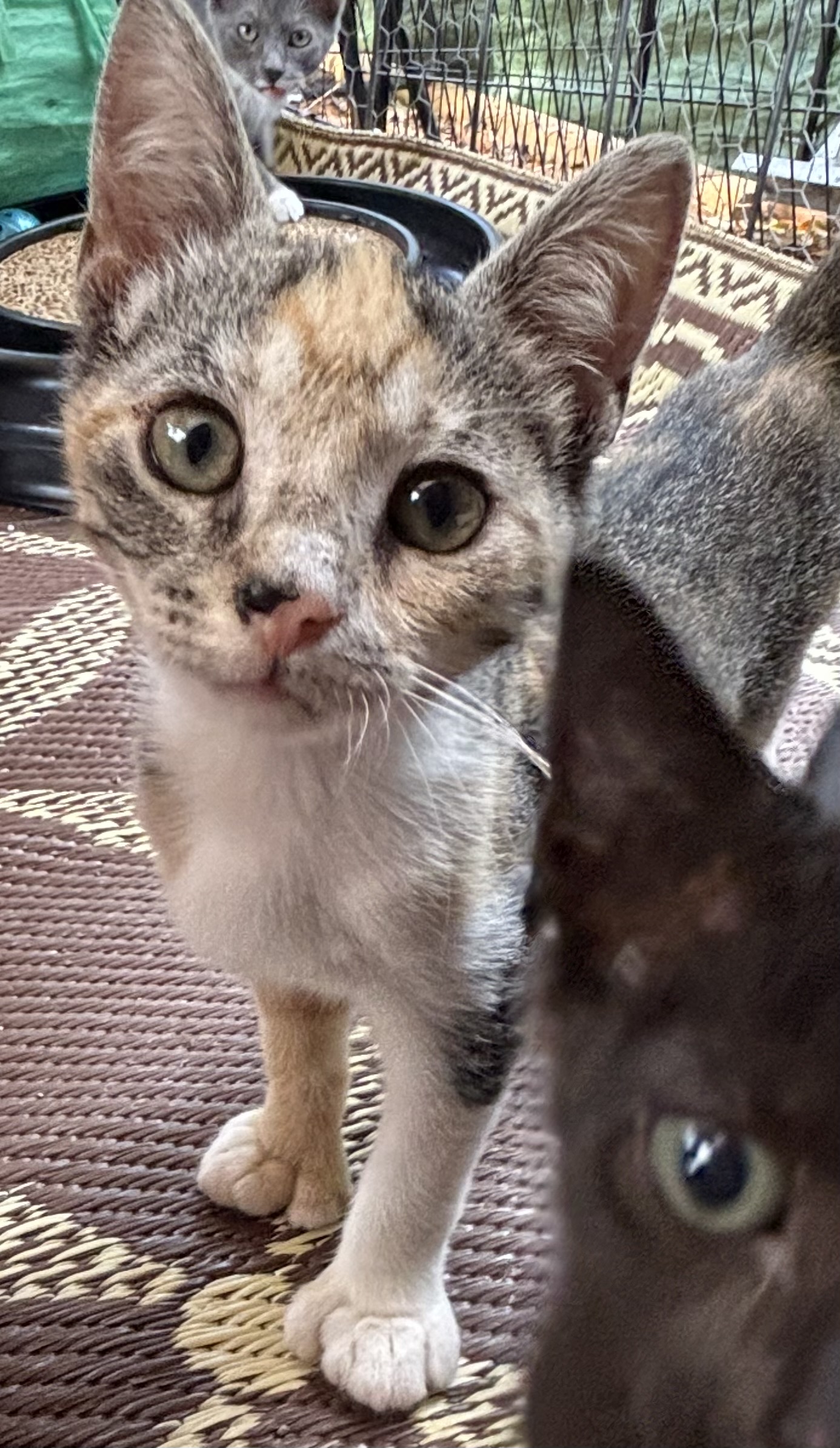 VILLAGE OF PAWSITIVITY's image