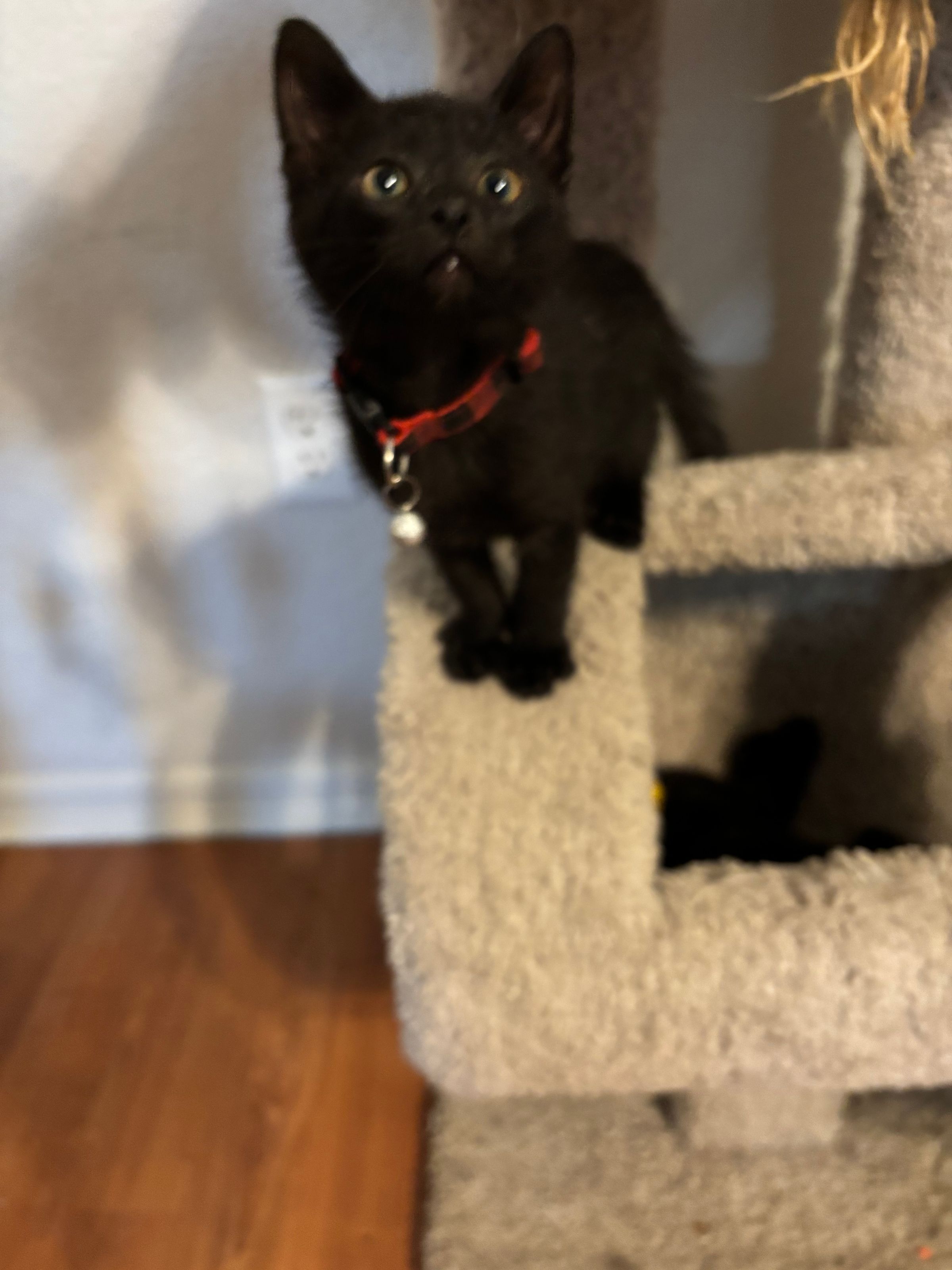 VILLAGE OF PAWSITIVITY's image