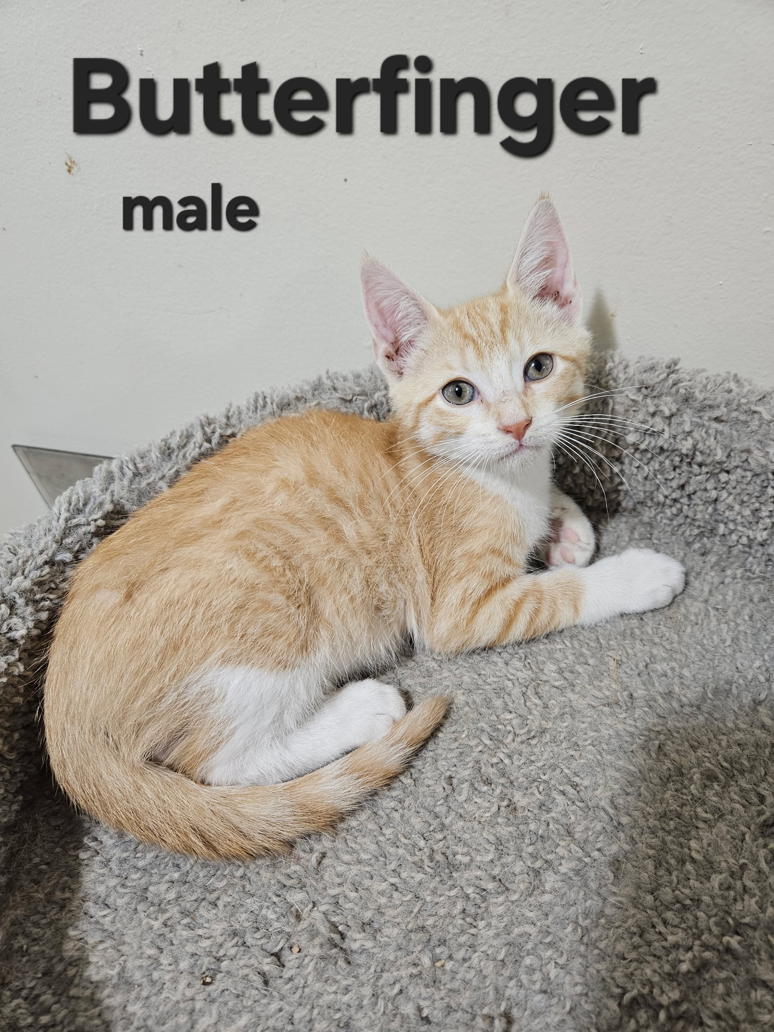 VILLAGE OF PAWSITIVITY's image