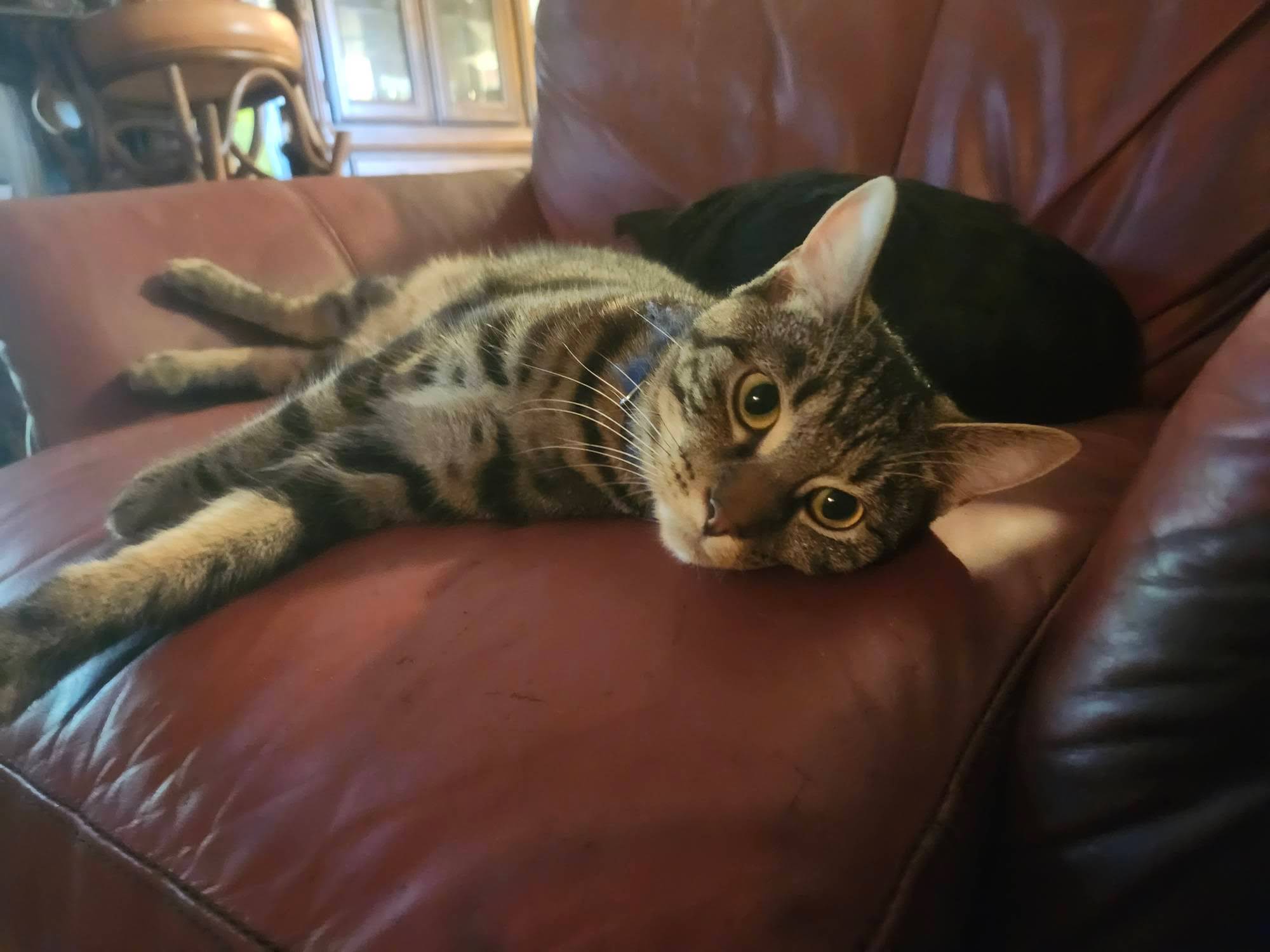 VILLAGE OF PAWSITIVITY's image
