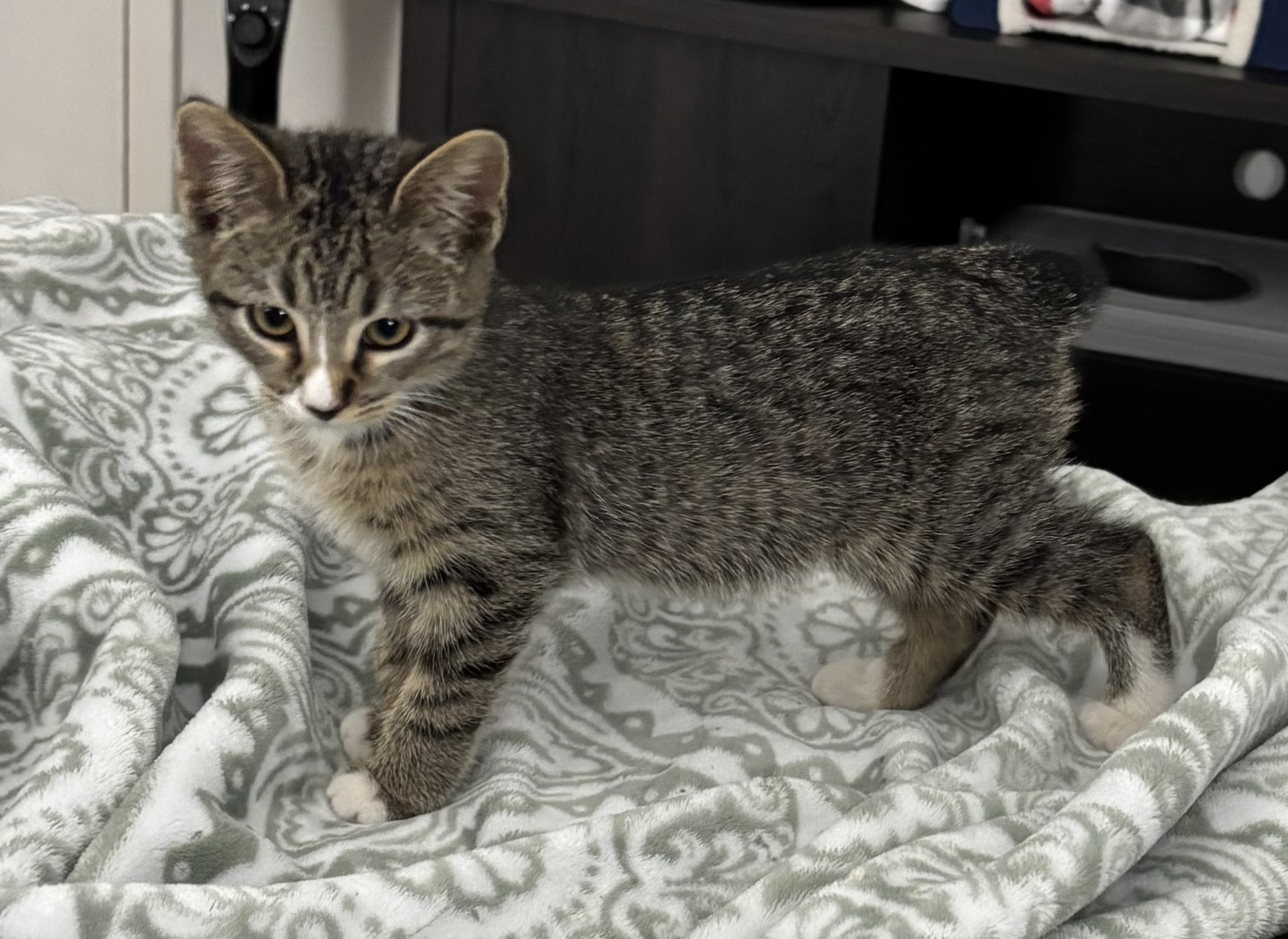 VILLAGE OF PAWSITIVITY's image