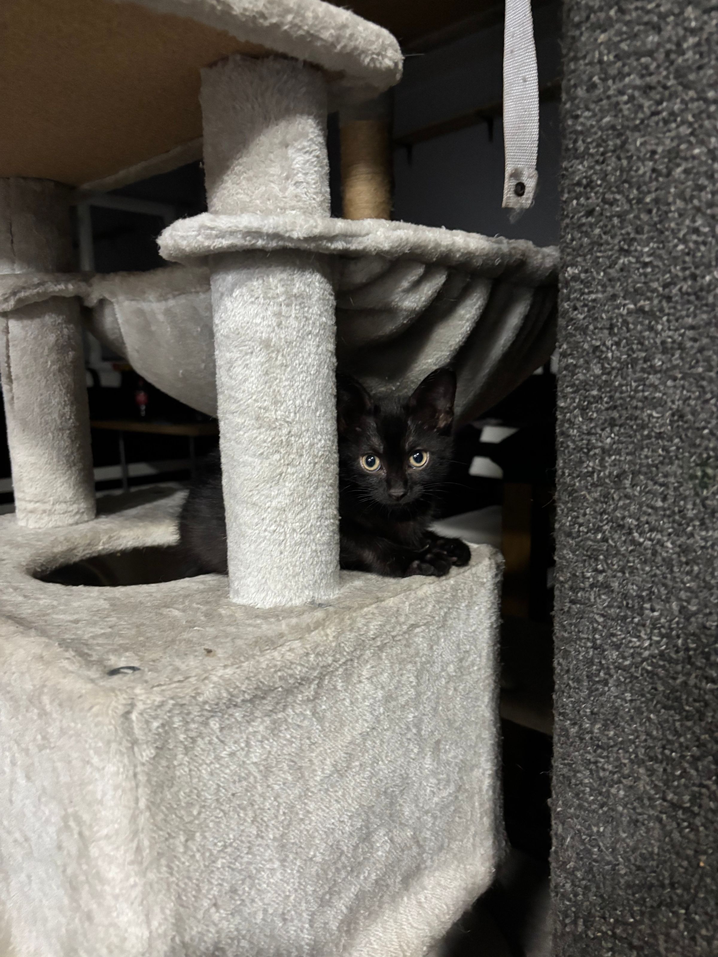 VILLAGE OF PAWSITIVITY's image