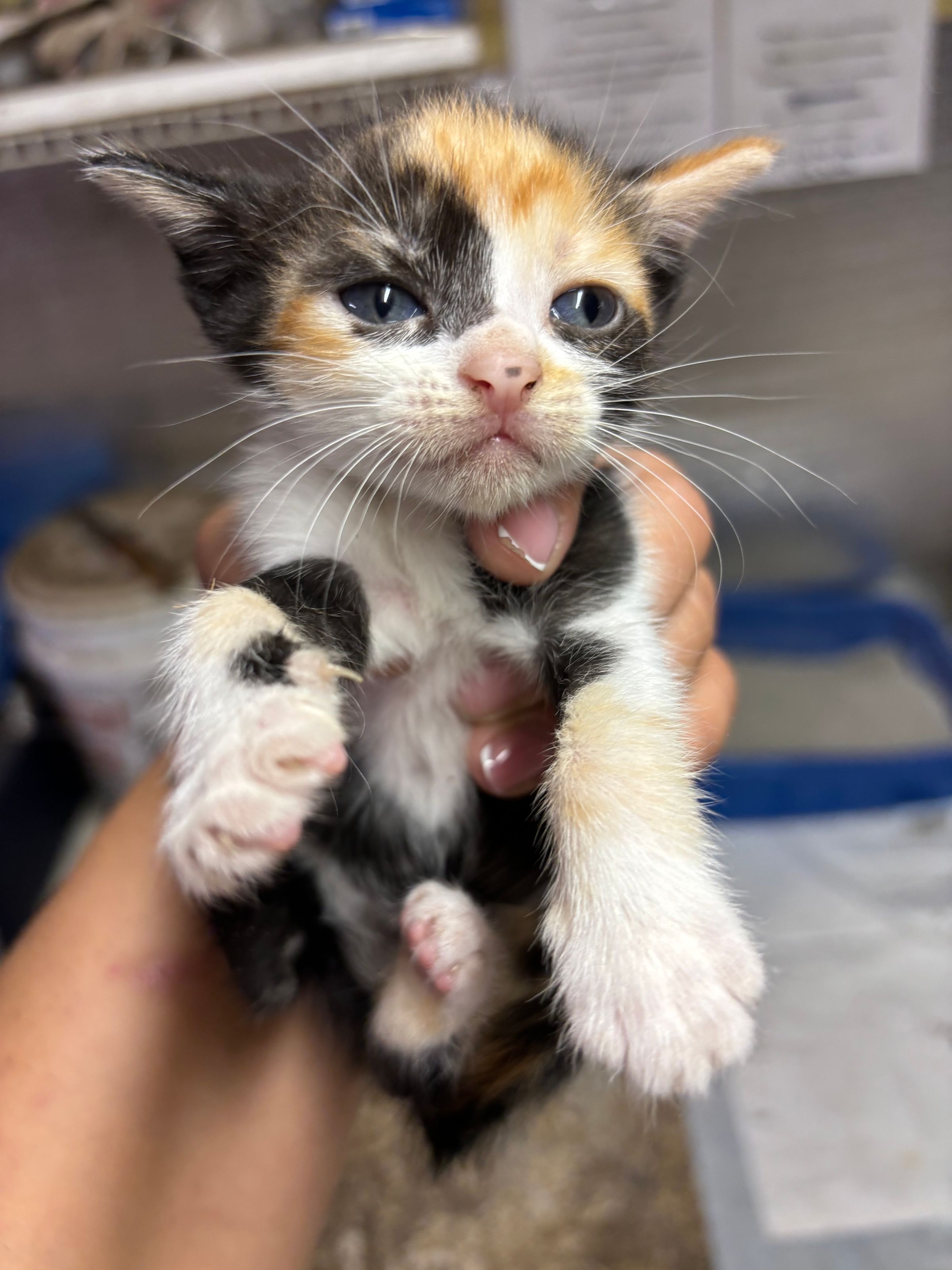 VILLAGE OF PAWSITIVITY's image