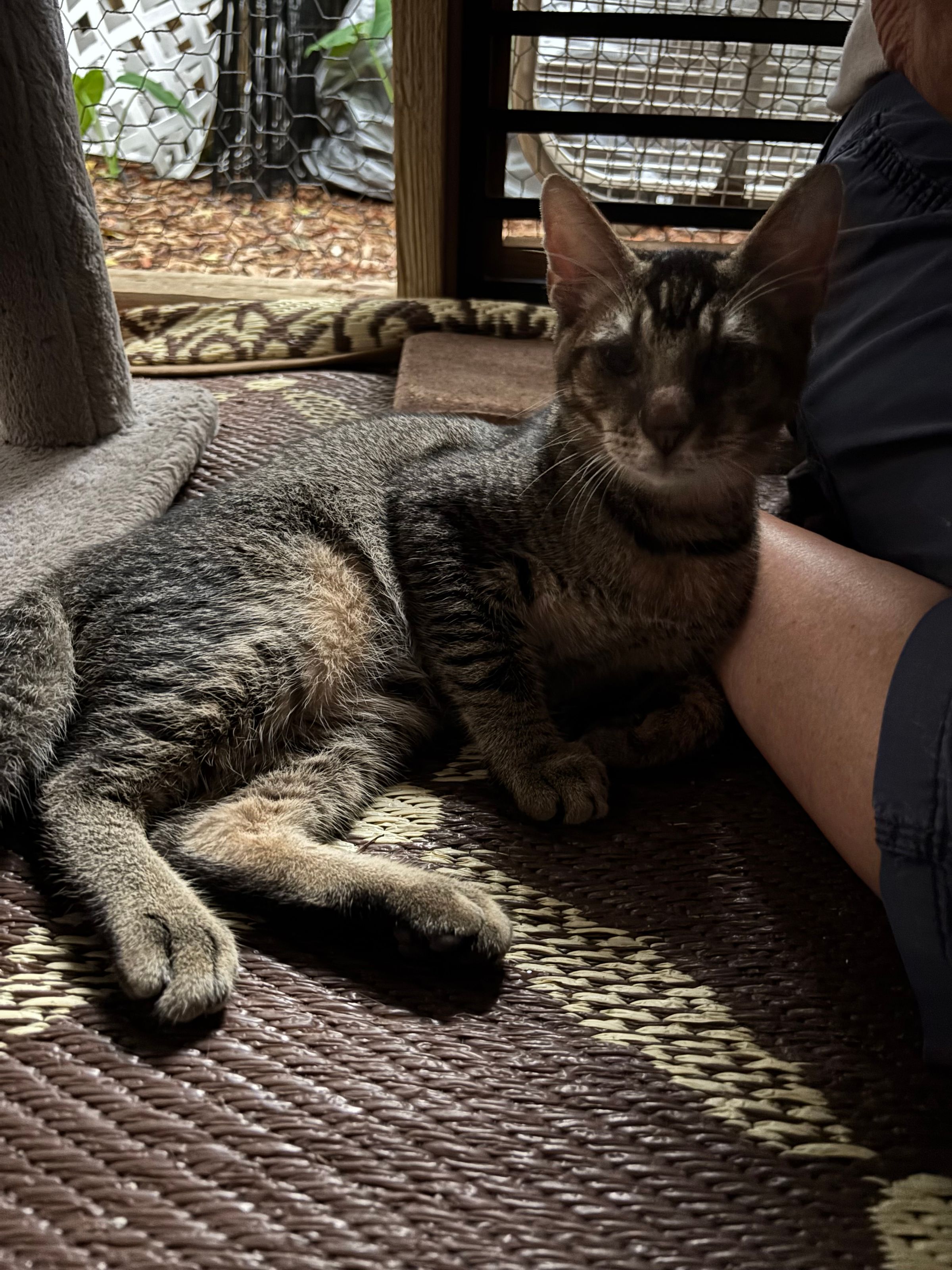 VILLAGE OF PAWSITIVITY's image